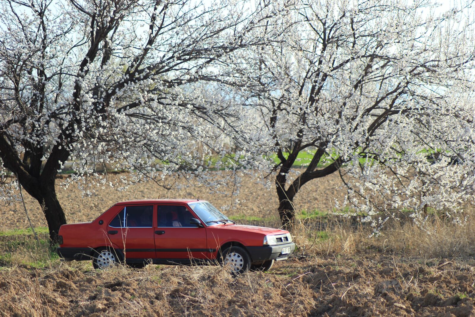 Canon EOS 550D (EOS Rebel T2i / EOS Kiss X4) sample photo. Apricot, turkey, flower photography