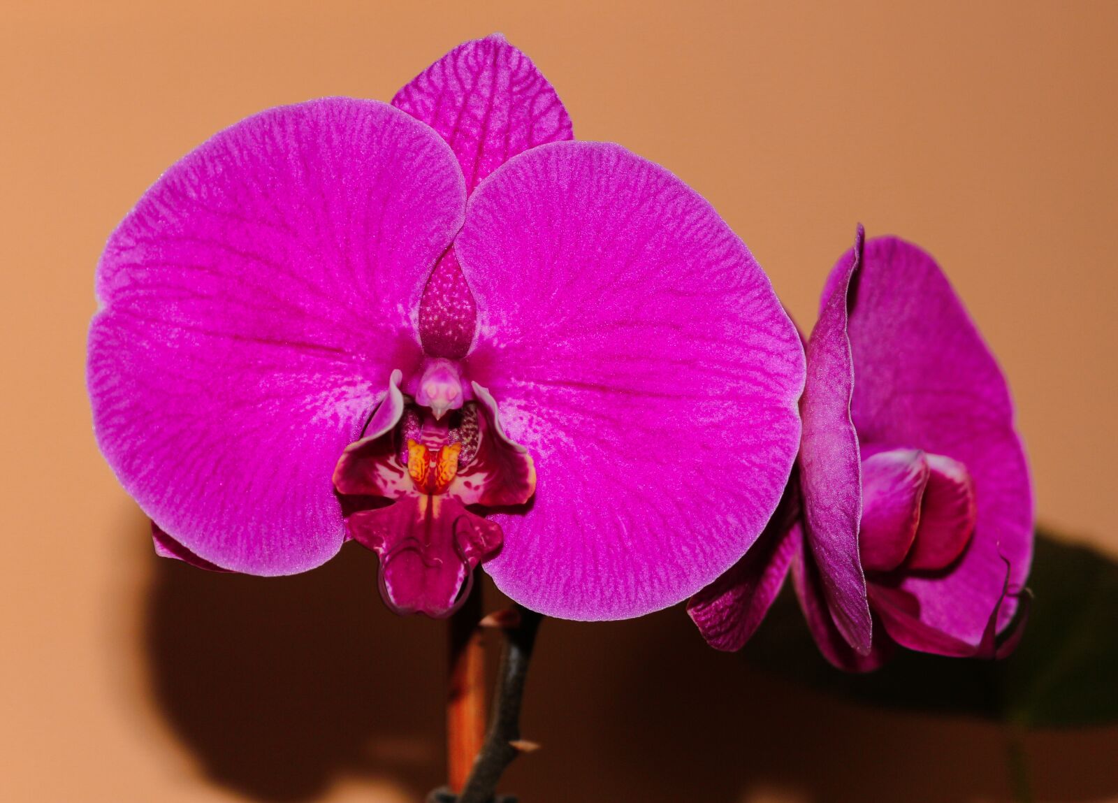 Canon EOS 100D (EOS Rebel SL1 / EOS Kiss X7) sample photo. Orchids, phalaenopsis, flowers photography