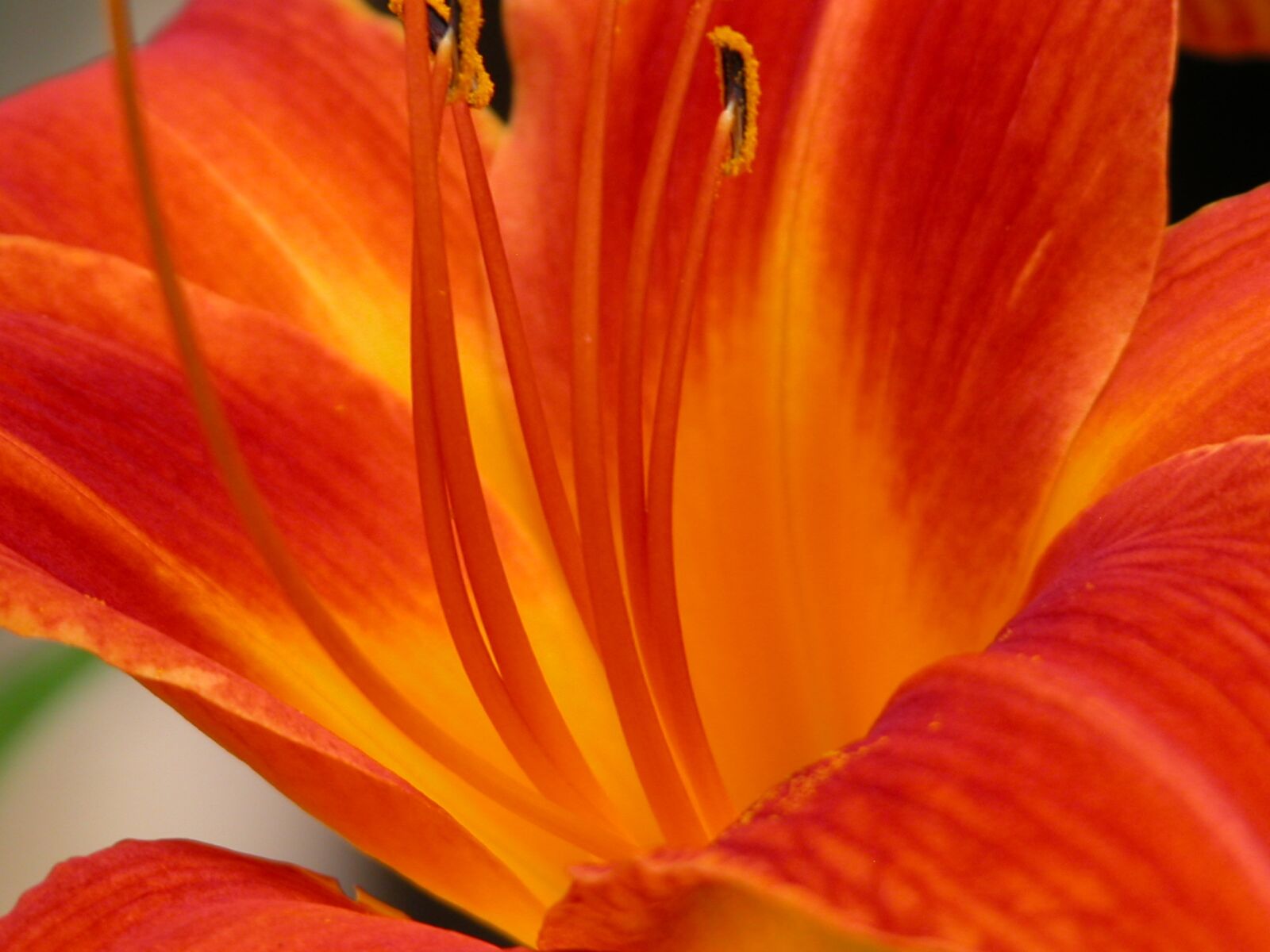 Nikon E5700 sample photo. Day lily, orange, open photography