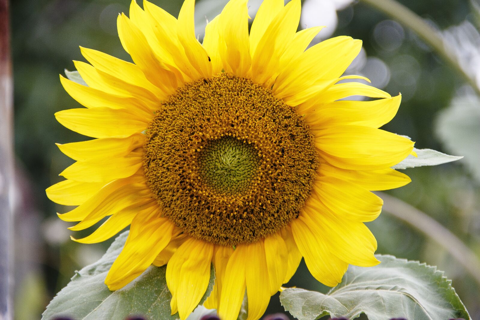 Canon EOS 650D (EOS Rebel T4i / EOS Kiss X6i) sample photo. Sunflower, sunflower seeds, flower photography