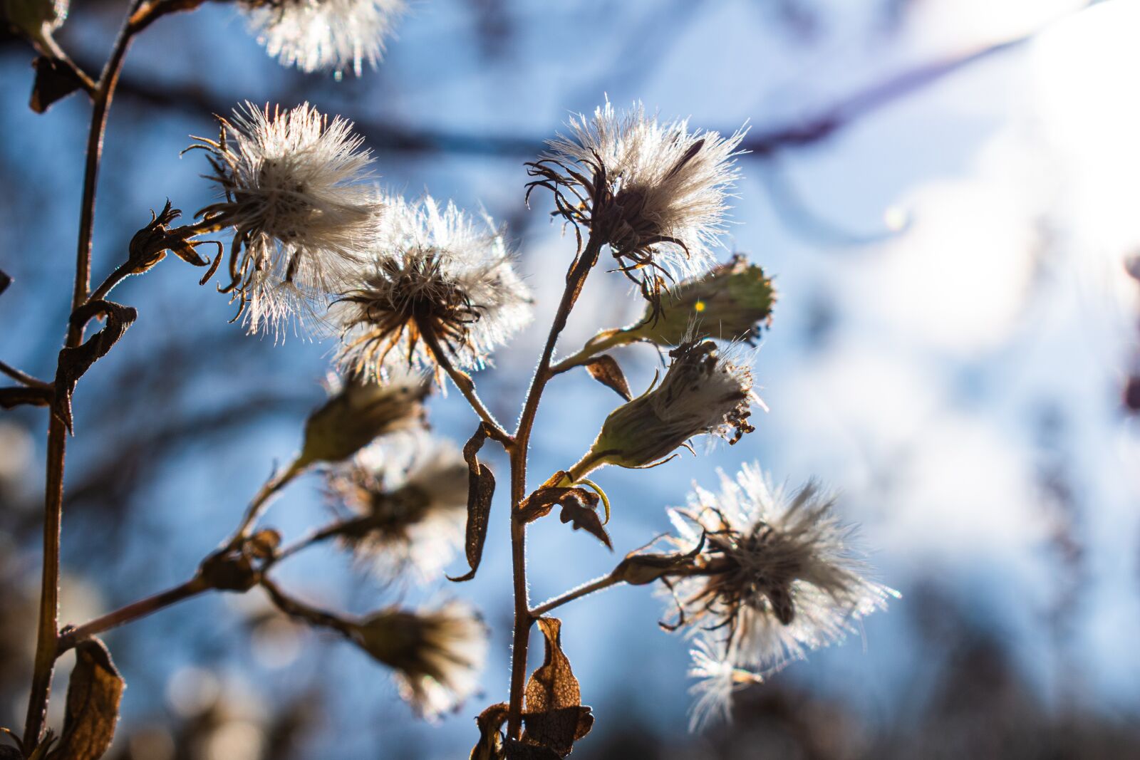 Nikon D5600 sample photo. Dandelion, sun, flare photography