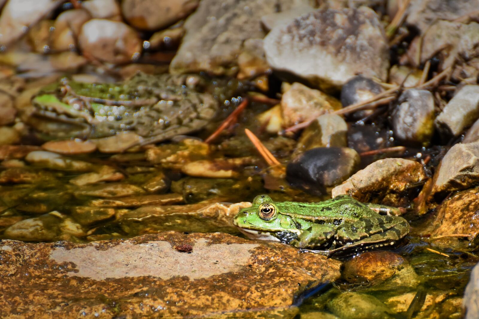Nikon D7200 sample photo. Frog, animal, water photography