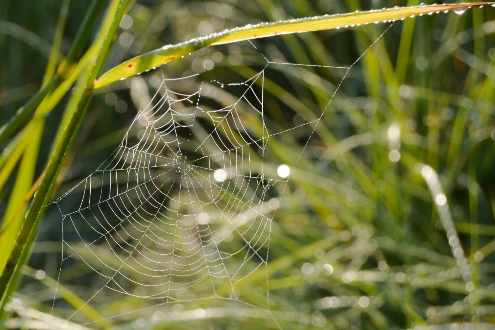 Nikon D5200 sample photo. Grass, gossamer, webs photography