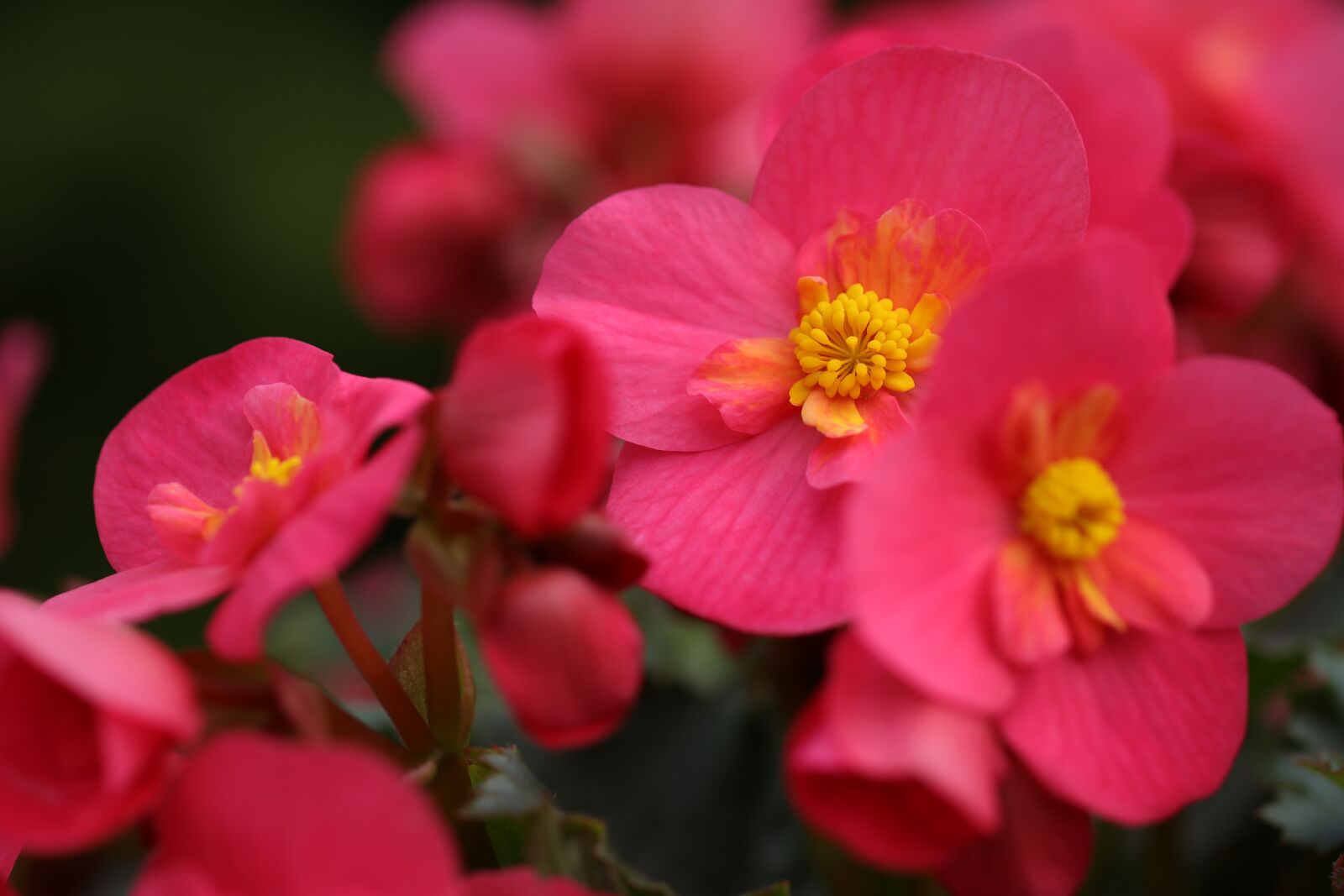 Canon EF 100mm F2.8L Macro IS USM sample photo. Begonia, flowers, red photography