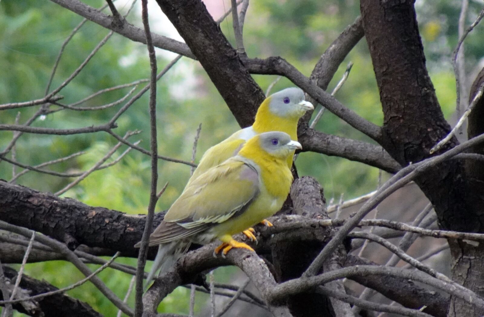 Sony DSC-WX800 sample photo. Bird, pigeon, pair photography