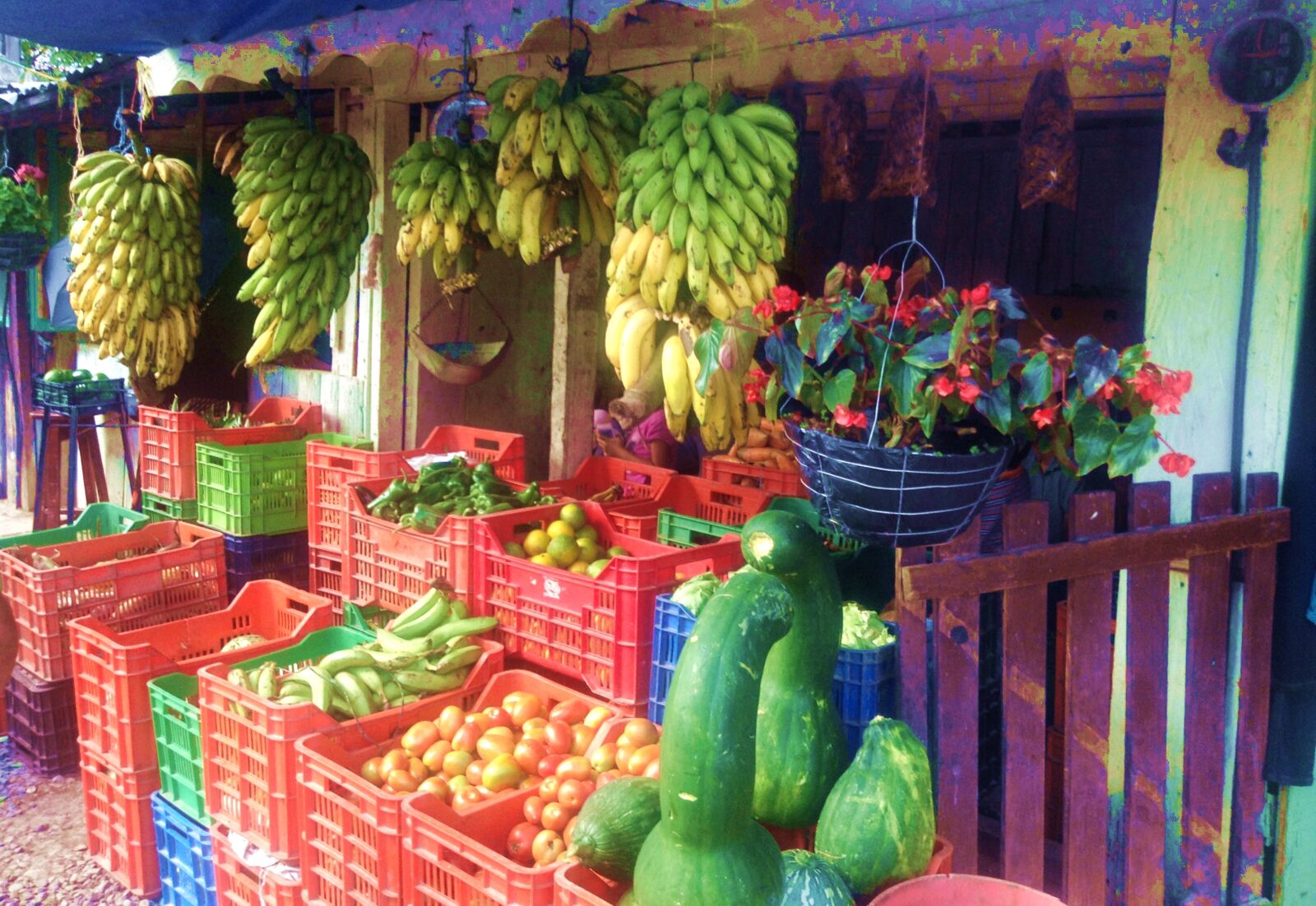 iPad mini back camera 3.3mm f/2.4 sample photo. Bananas, fruit, tomatoes, vegetables photography