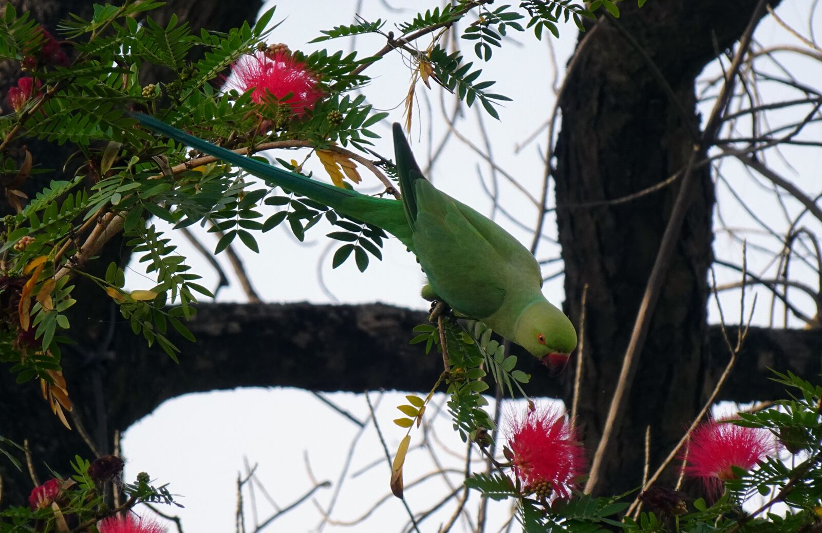 Sony DSC-WX800 sample photo. Bird, parakeet, green photography