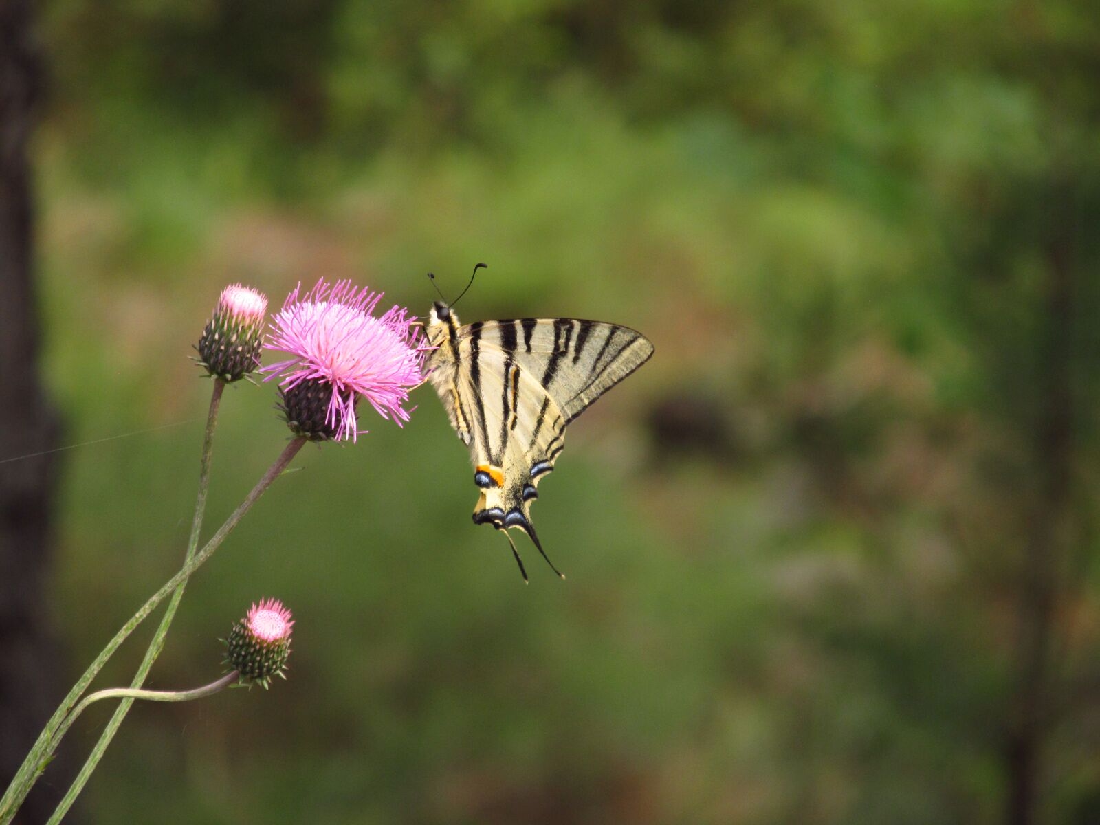 Canon PowerShot SX130 IS sample photo. Butterfly, nature, flower photography