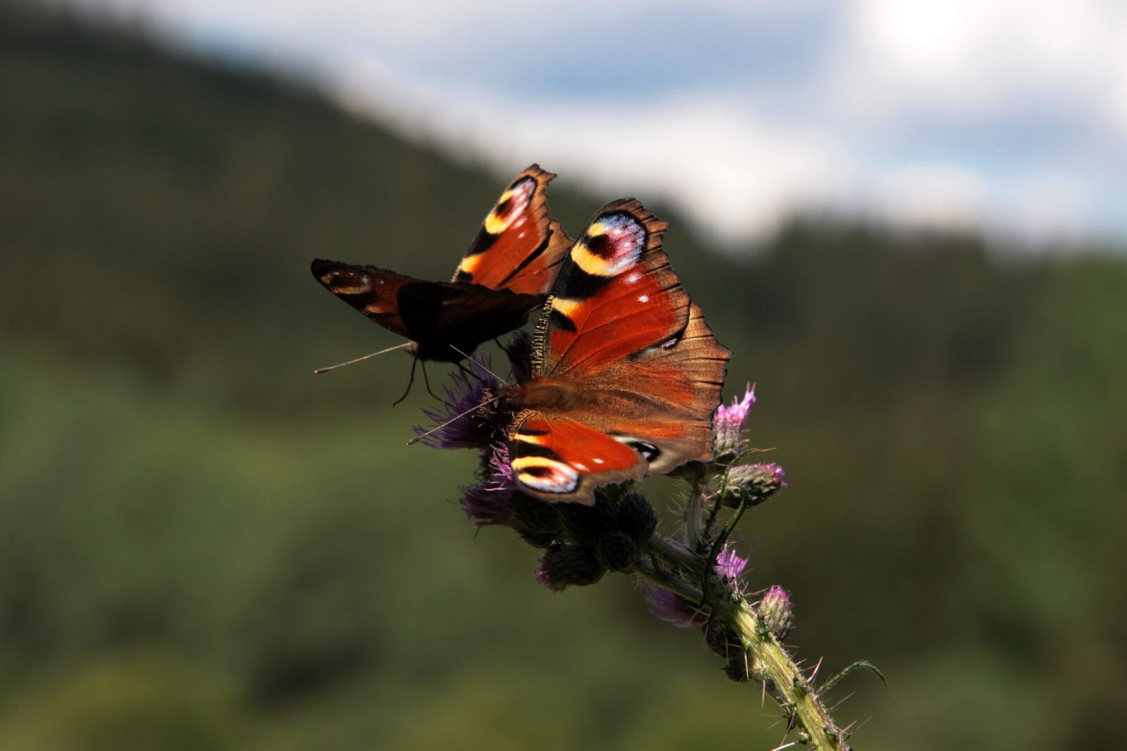 Canon EOS 50D sample photo. Butterfly, eatting, food photography