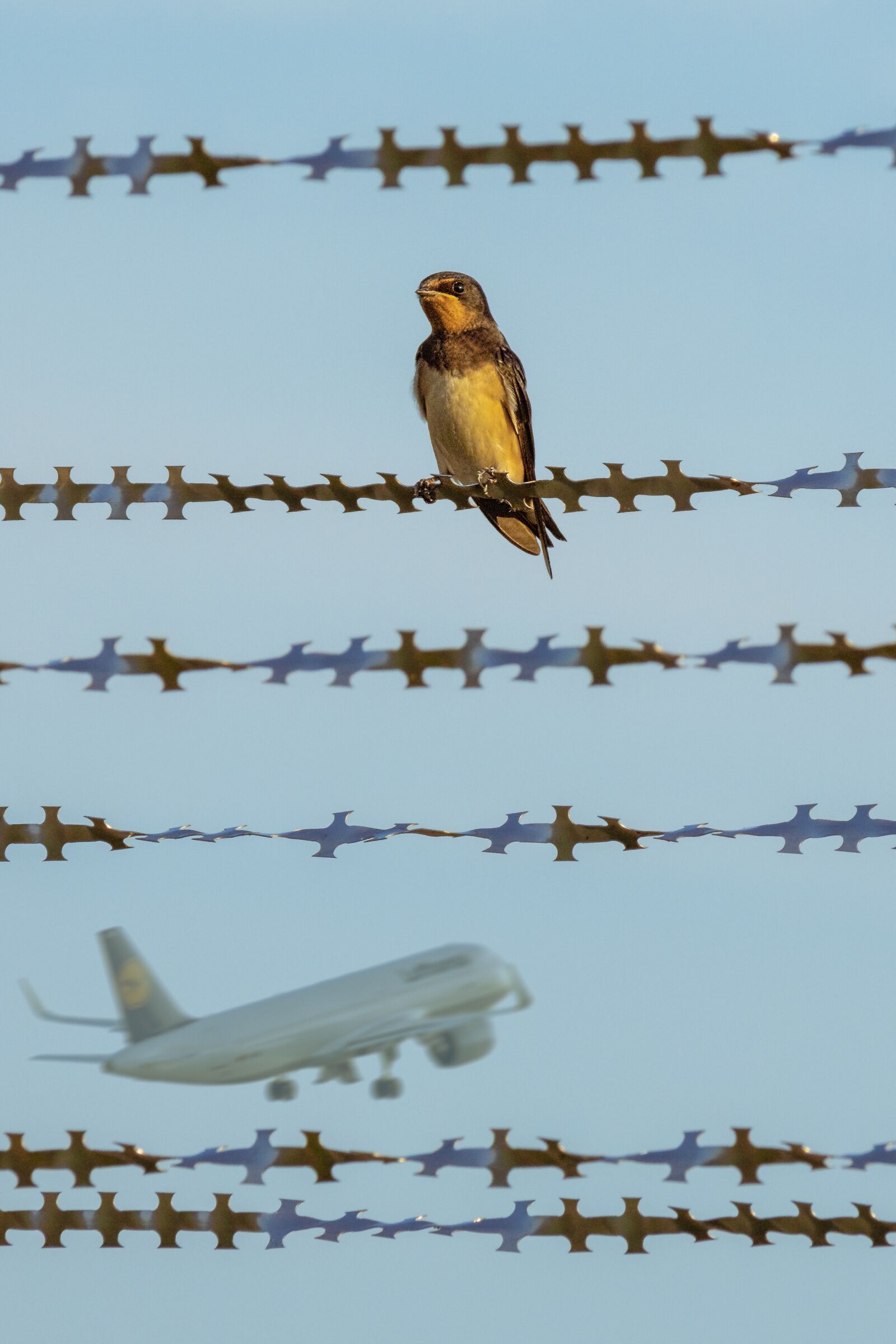 Canon EF-S 55-250mm F4-5.6 IS STM sample photo. Bird, aircraft, fence photography