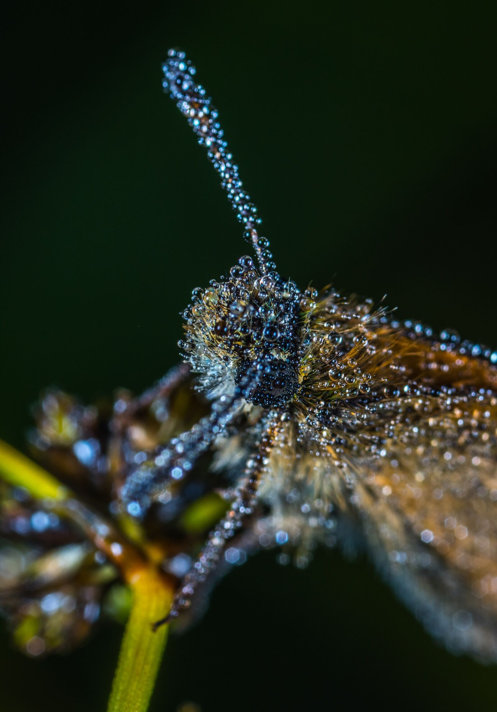 #124 65/2.8 sample photo. Insect, nature, bespozvonochnoe photography