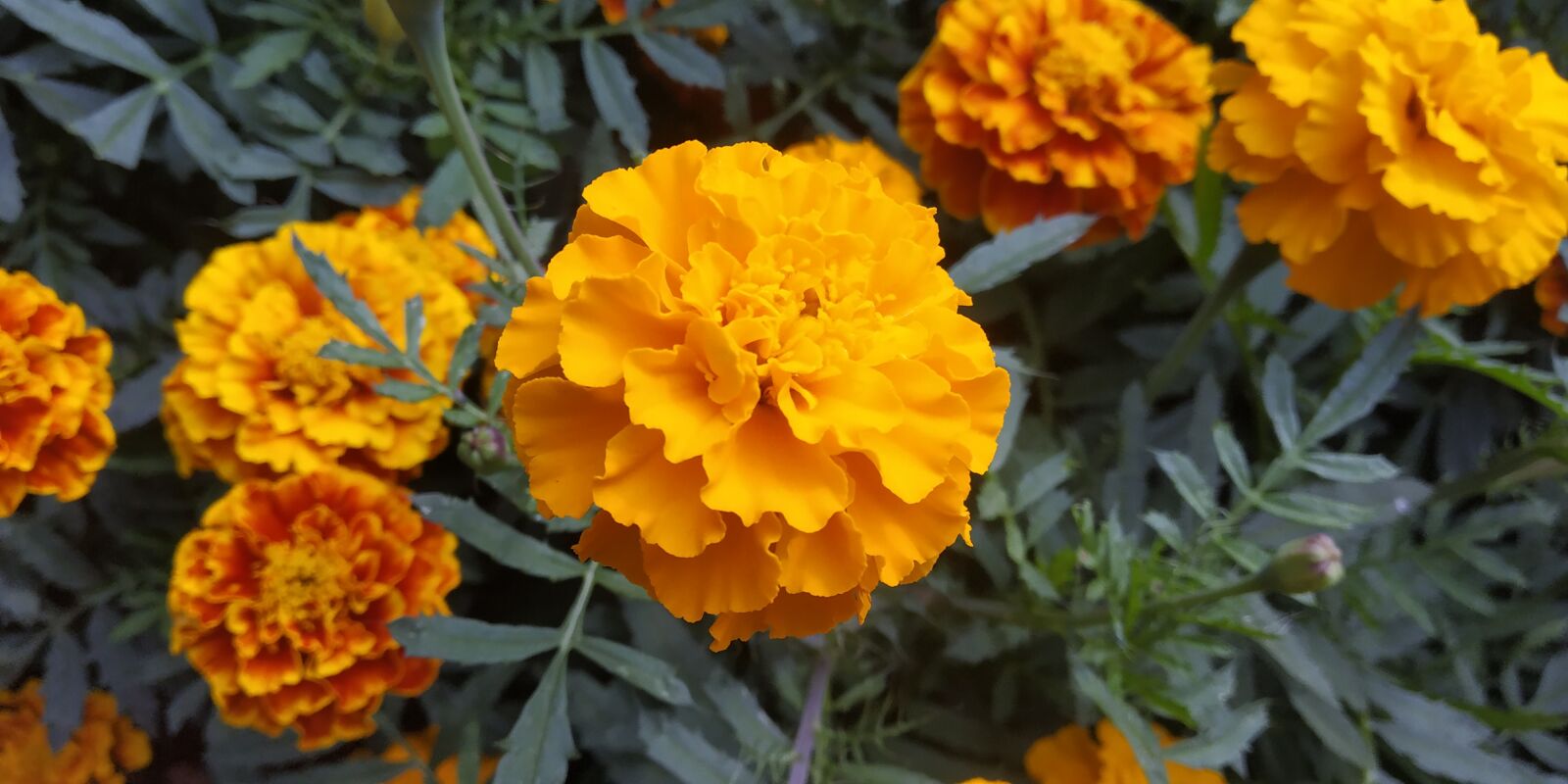Xiaomi Redmi Note 5 Pro sample photo. Flower, love, roses photography