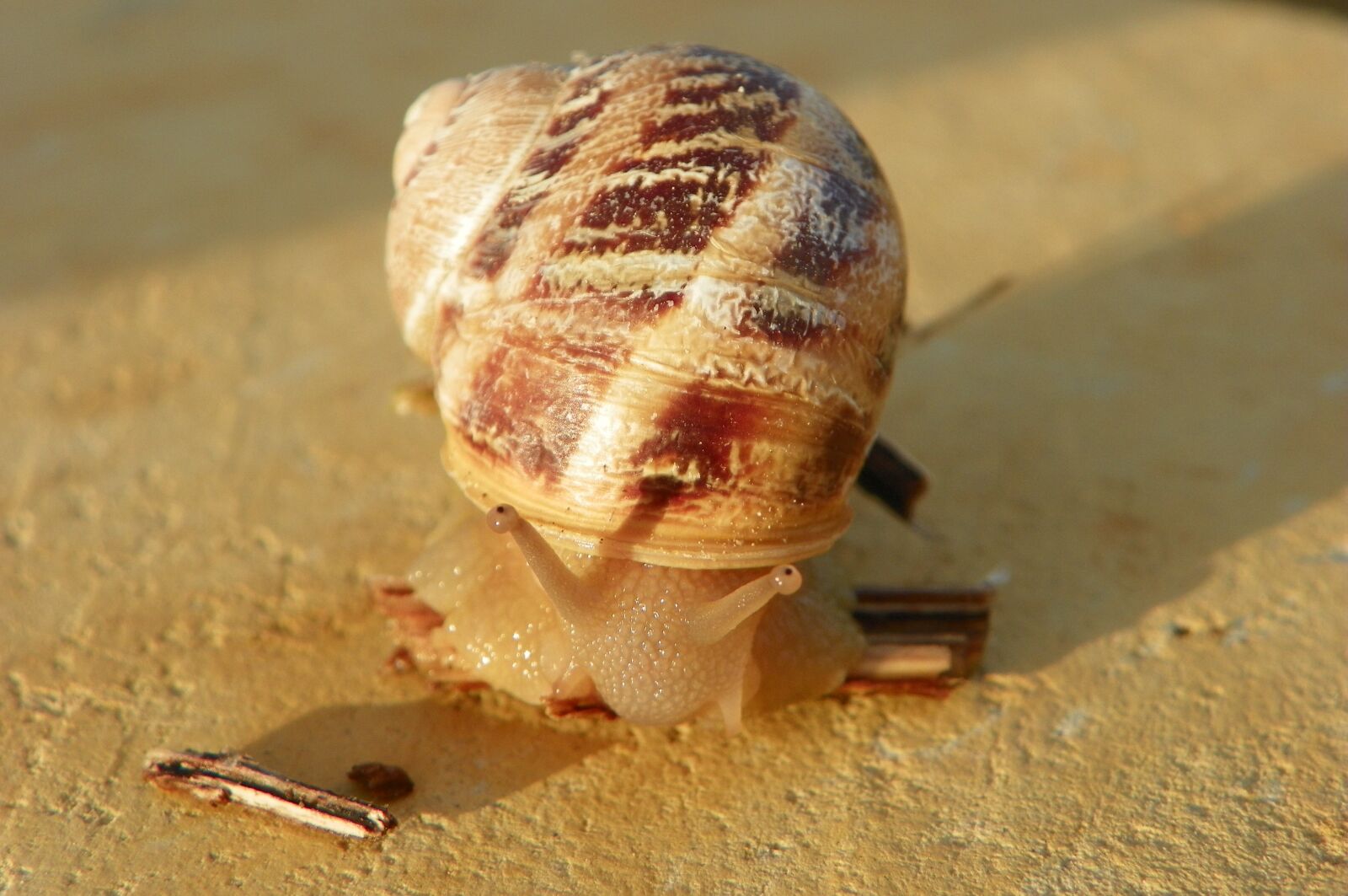 Kodak EasyShare Z981 sample photo. Snail, edible snail, cantareus photography