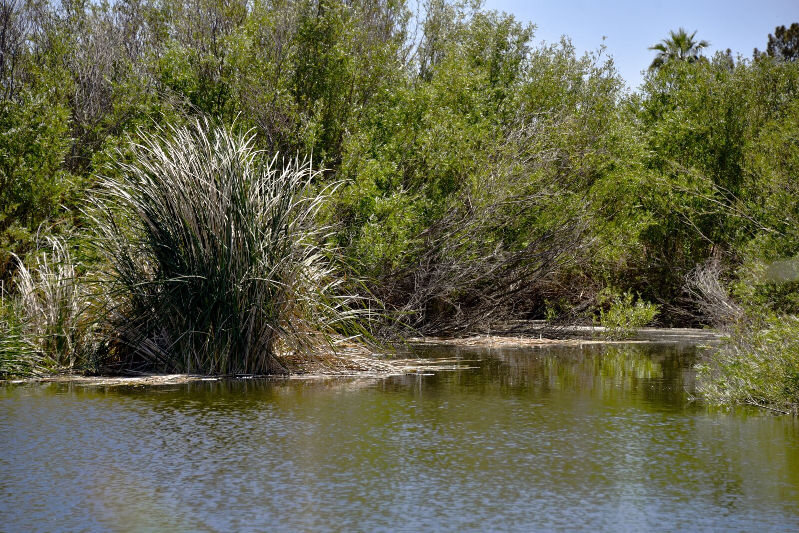 Nikon D750 sample photo. Green pond, pond, lake photography