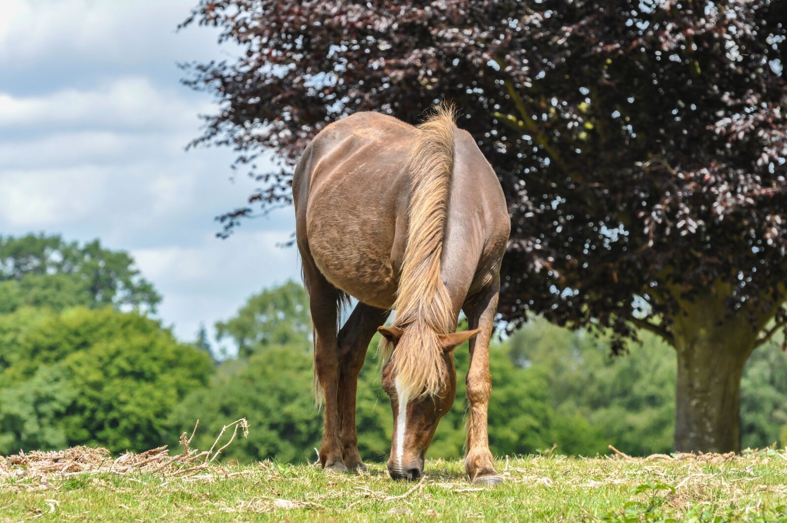 Nikon D90 sample photo. New forest pony, horse photography