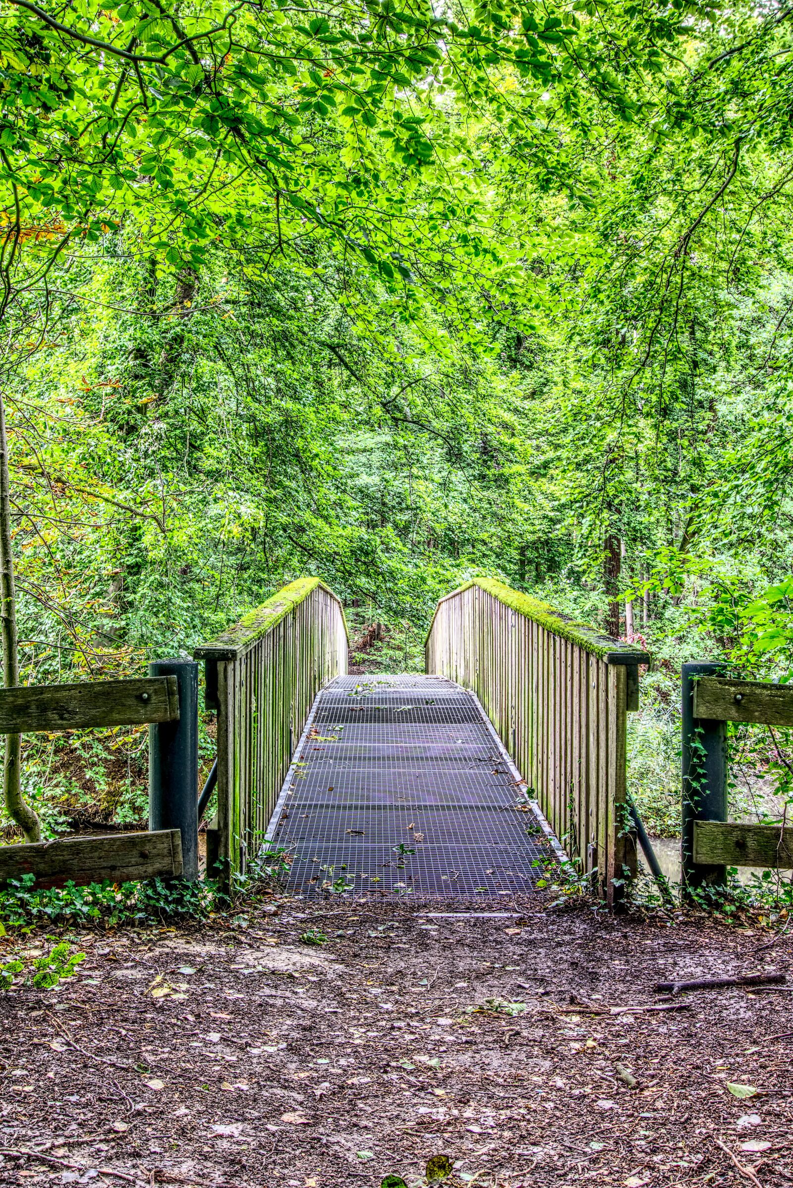 Sony a6000 sample photo. Bridge, forest, forest path photography