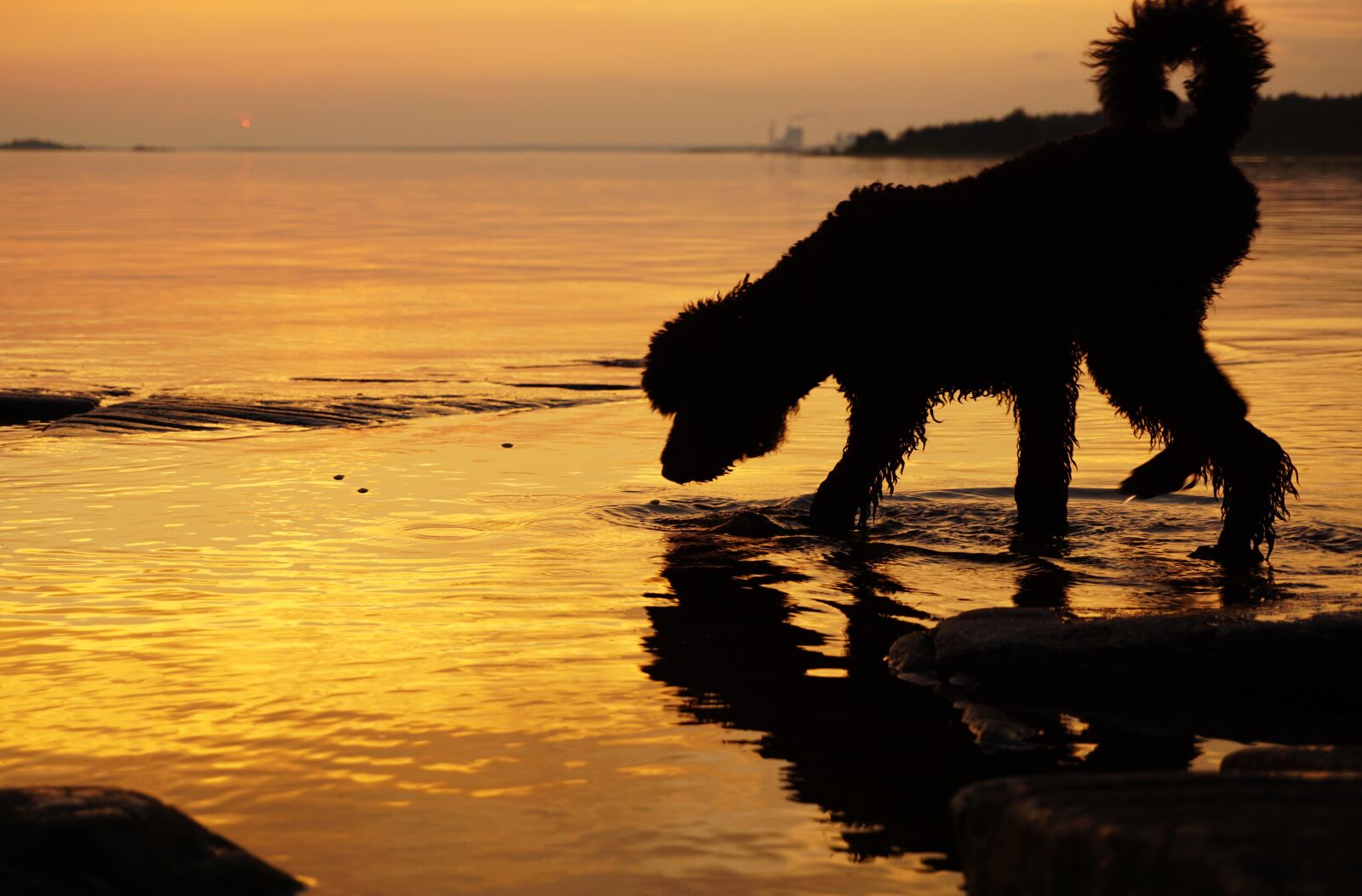 Sony a5100 sample photo. Sunset, dog, water photography