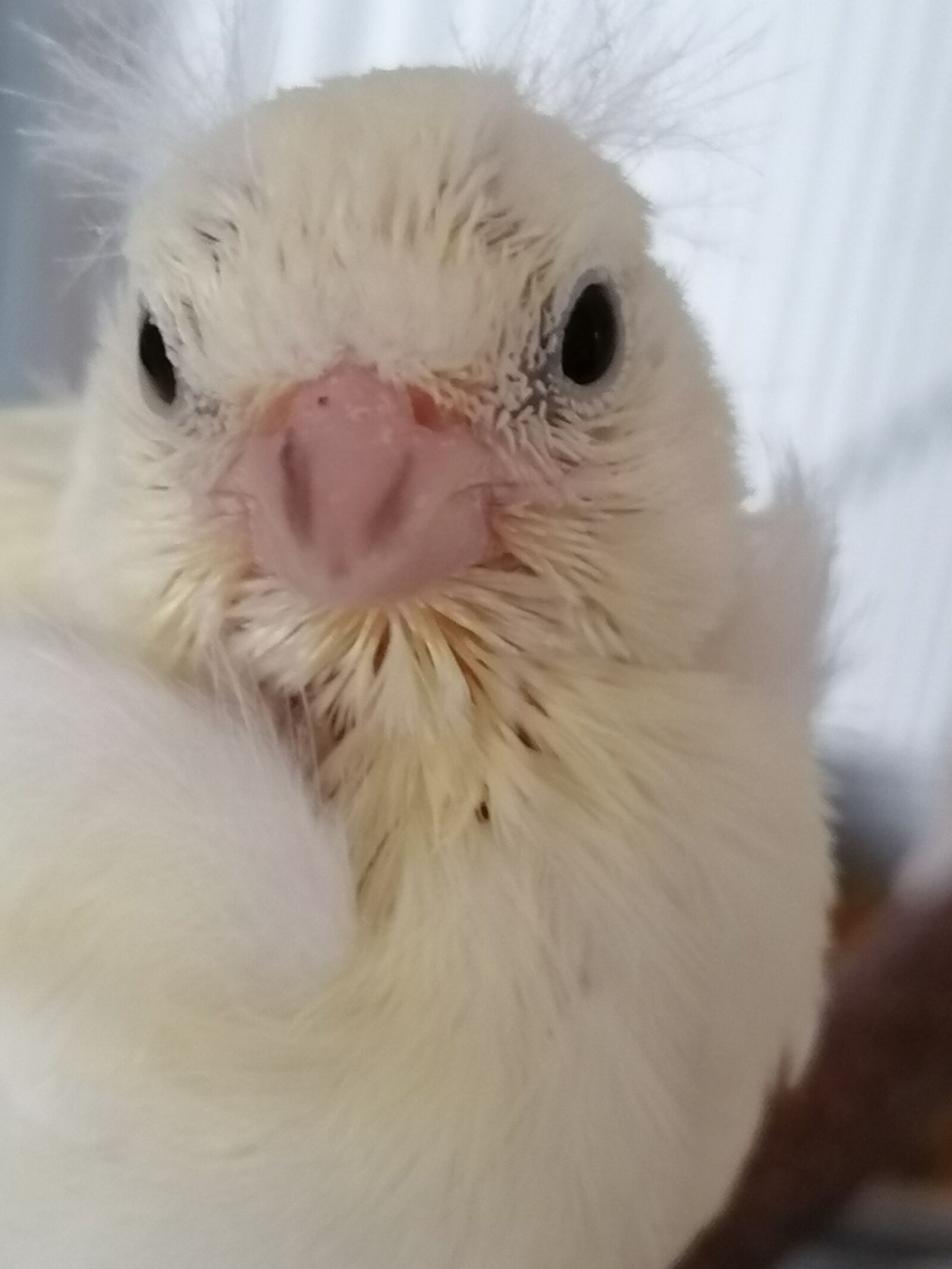 HUAWEI P30 LITE sample photo. Young bird, bird, chicks photography
