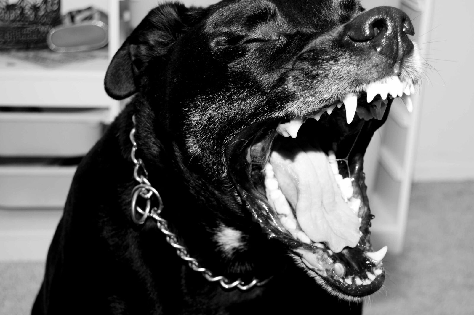Nikon D90 sample photo. Pitbull, rottweiler, mix photography