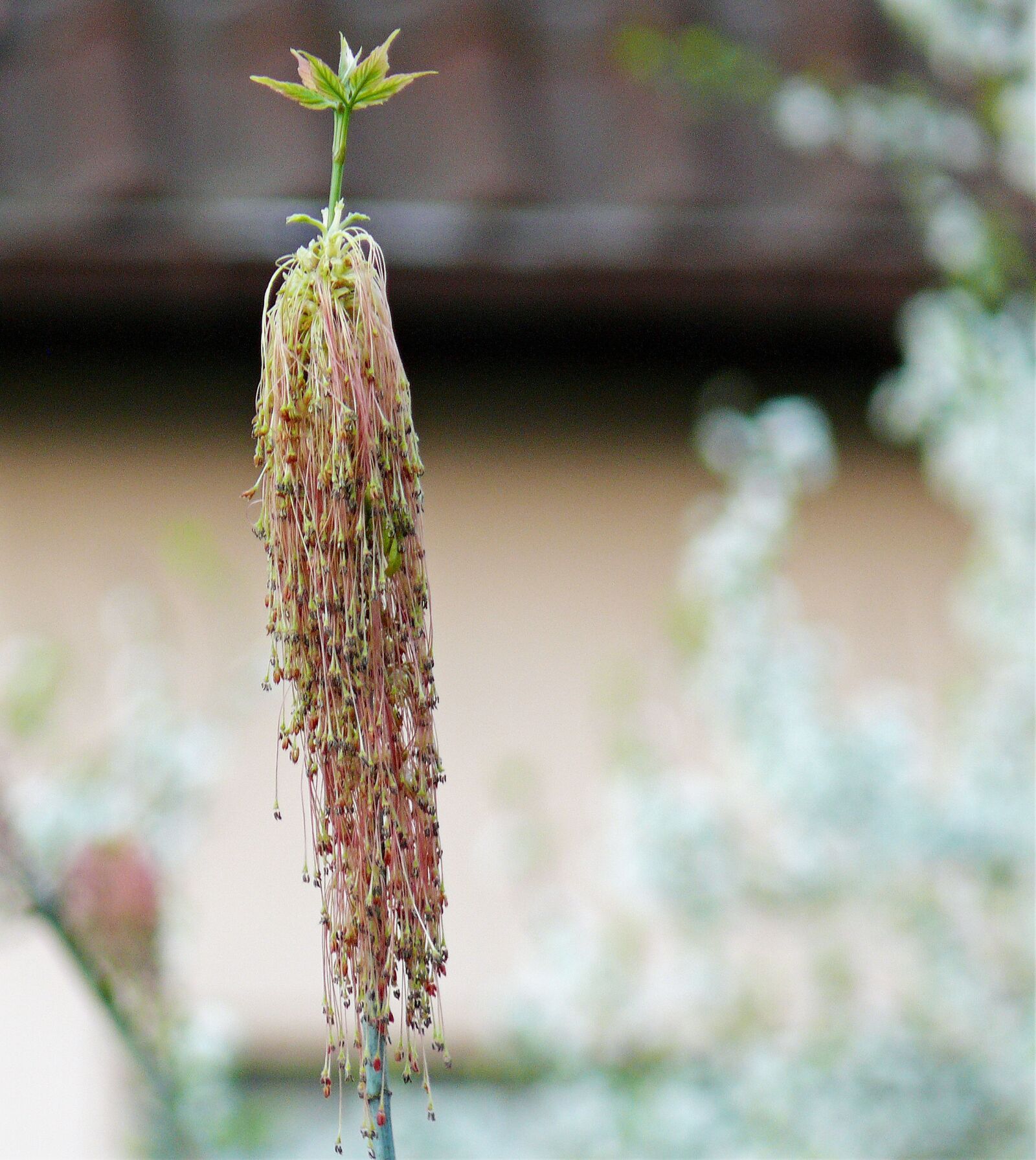 Leica V-LUX 1 sample photo. Spring, bud, fresh green photography