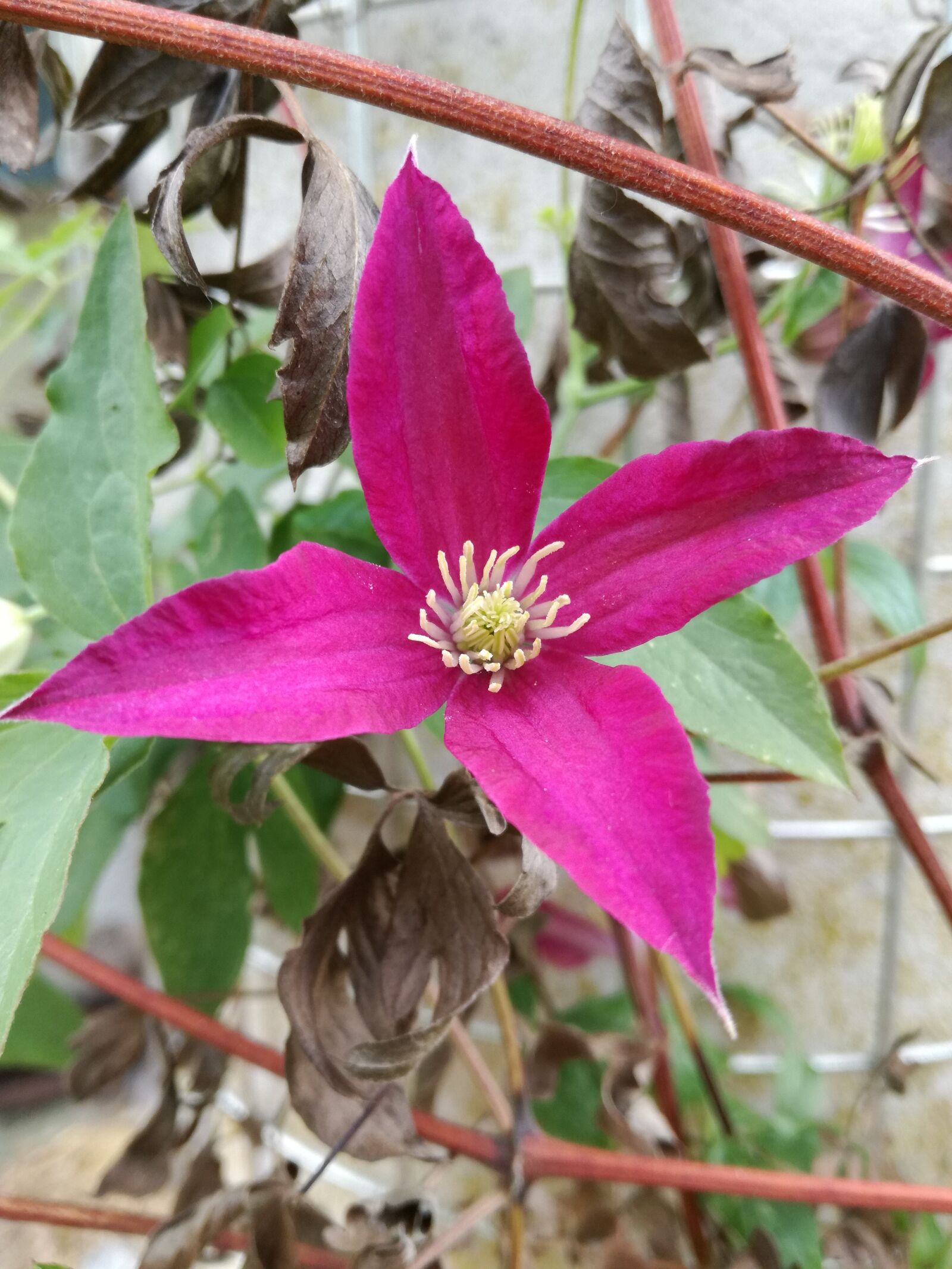 HUAWEI P9 LITE sample photo. Clematis, blossom, bloom photography