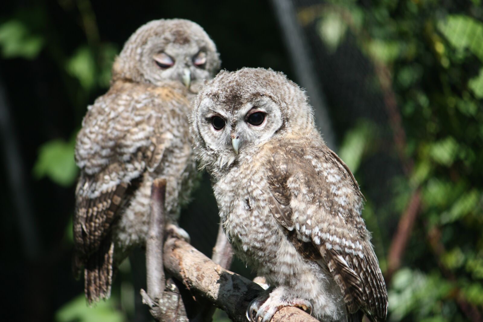 Canon EOS 450D (EOS Rebel XSi / EOS Kiss X2) sample photo. Juvenile, chicks, owls photography