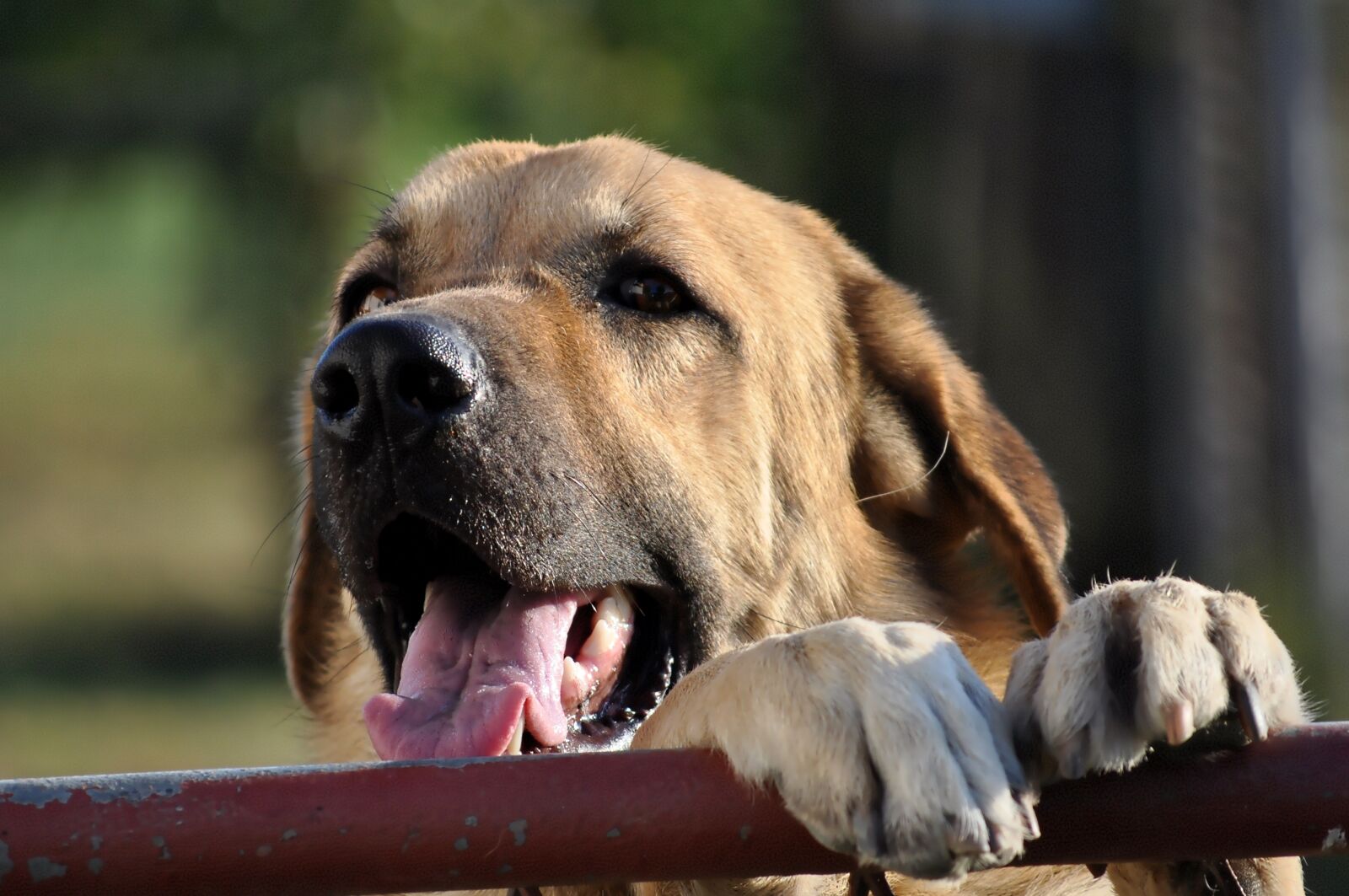 Nikon D5000 sample photo. Animal, doggy, and the photography
