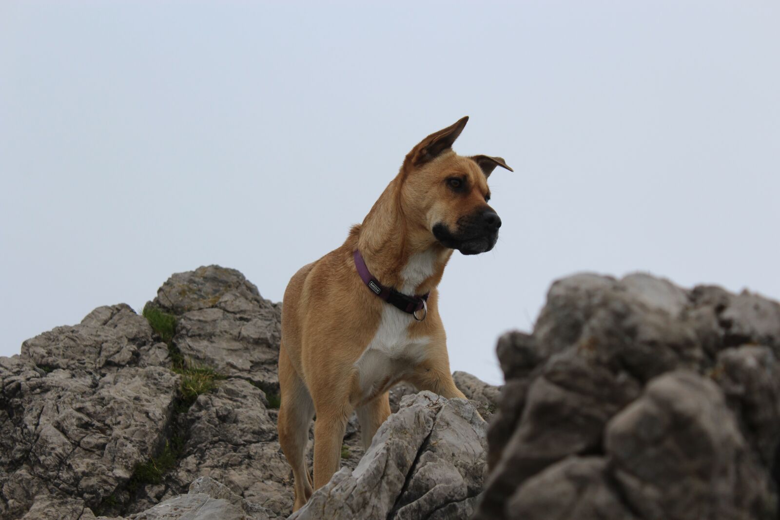 Canon EOS 1200D (EOS Rebel T5 / EOS Kiss X70 / EOS Hi) sample photo. Dog, mountaineering, climb photography