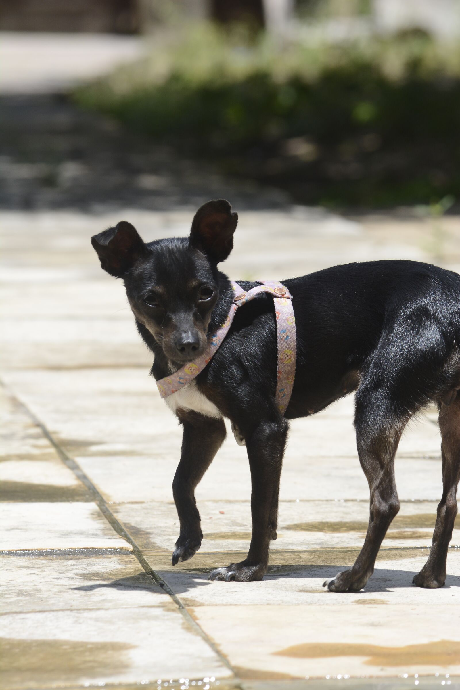 Nikon D5200 sample photo