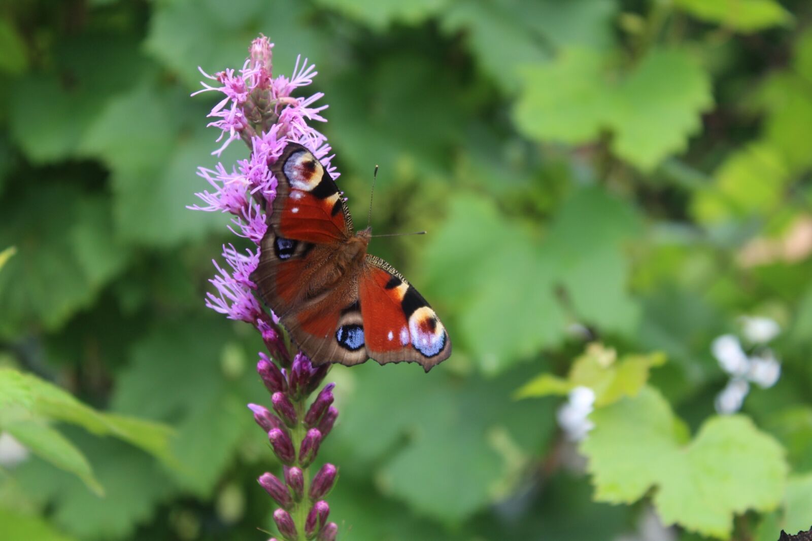 Canon EOS 1200D (EOS Rebel T5 / EOS Kiss X70 / EOS Hi) sample photo. Butterfly, flower, painted peacock photography