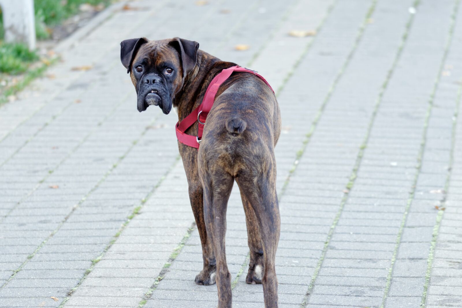 Nikon D5100 sample photo. Dog, fur, short photography