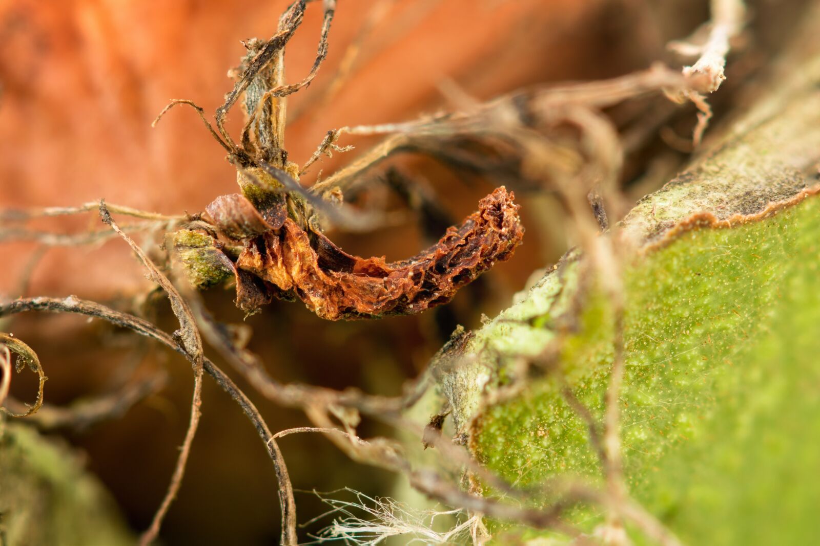 Nikon D7200 sample photo. Walnut, shell, macro photography