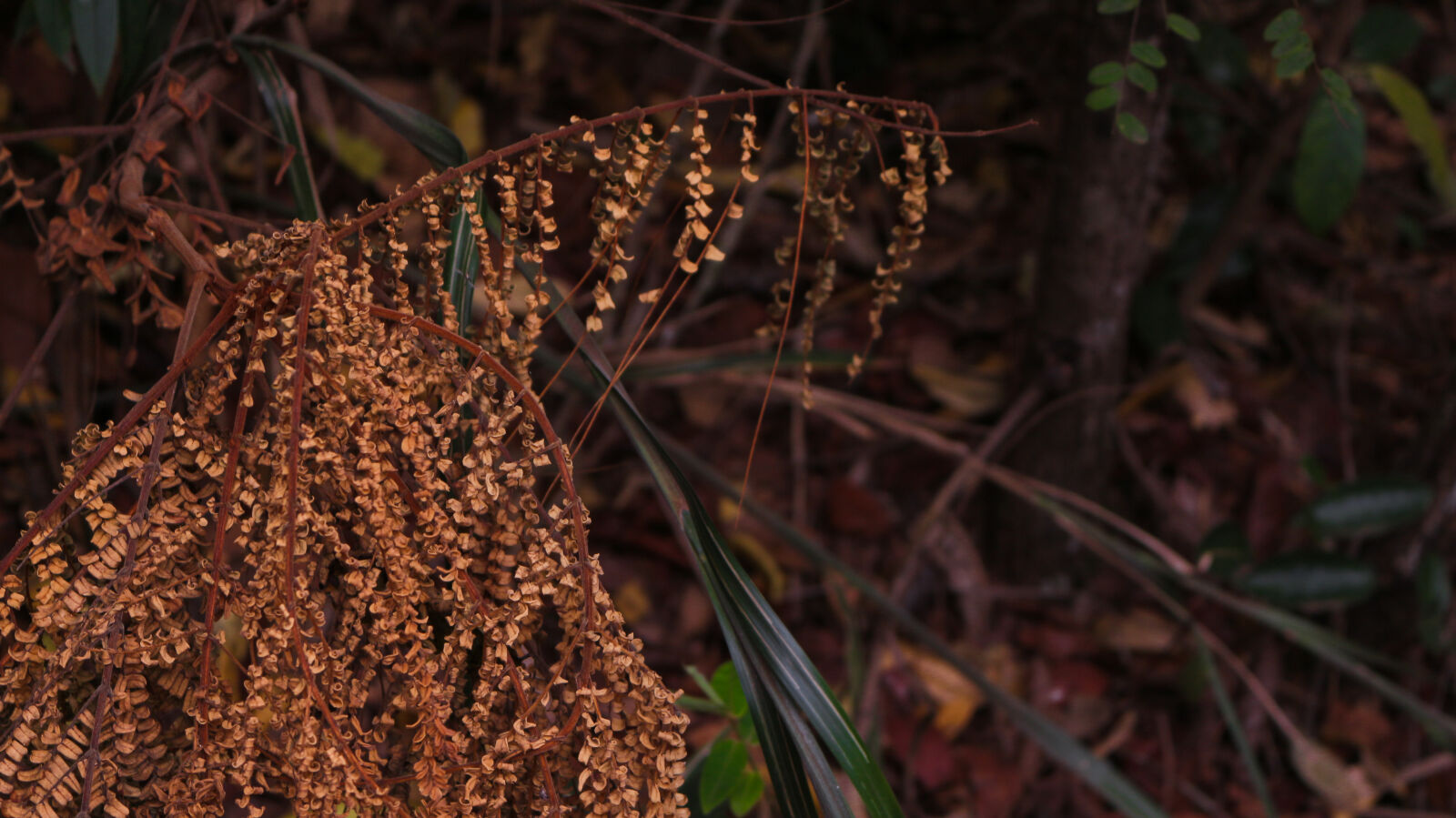 Canon EOS 700D (EOS Rebel T5i / EOS Kiss X7i) sample photo. Dry, leaf, leafs, nature photography