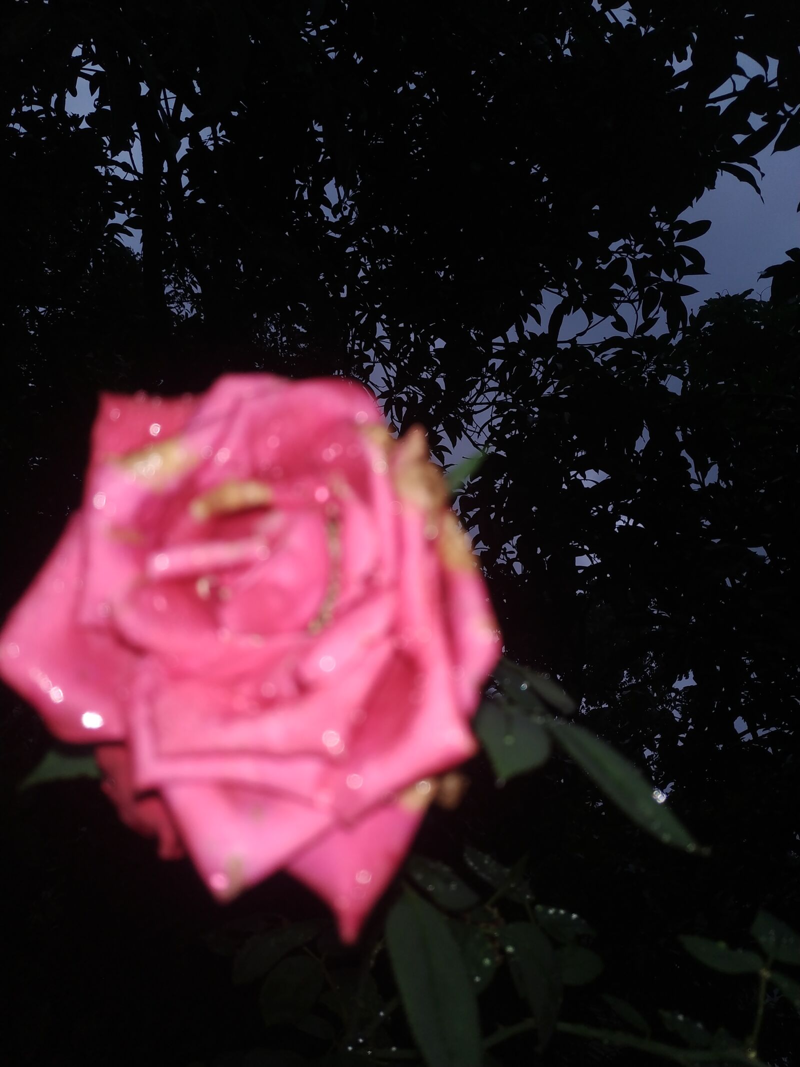 Xiaomi Redmi Note 5 sample photo. Blur flower, mobile photography photography