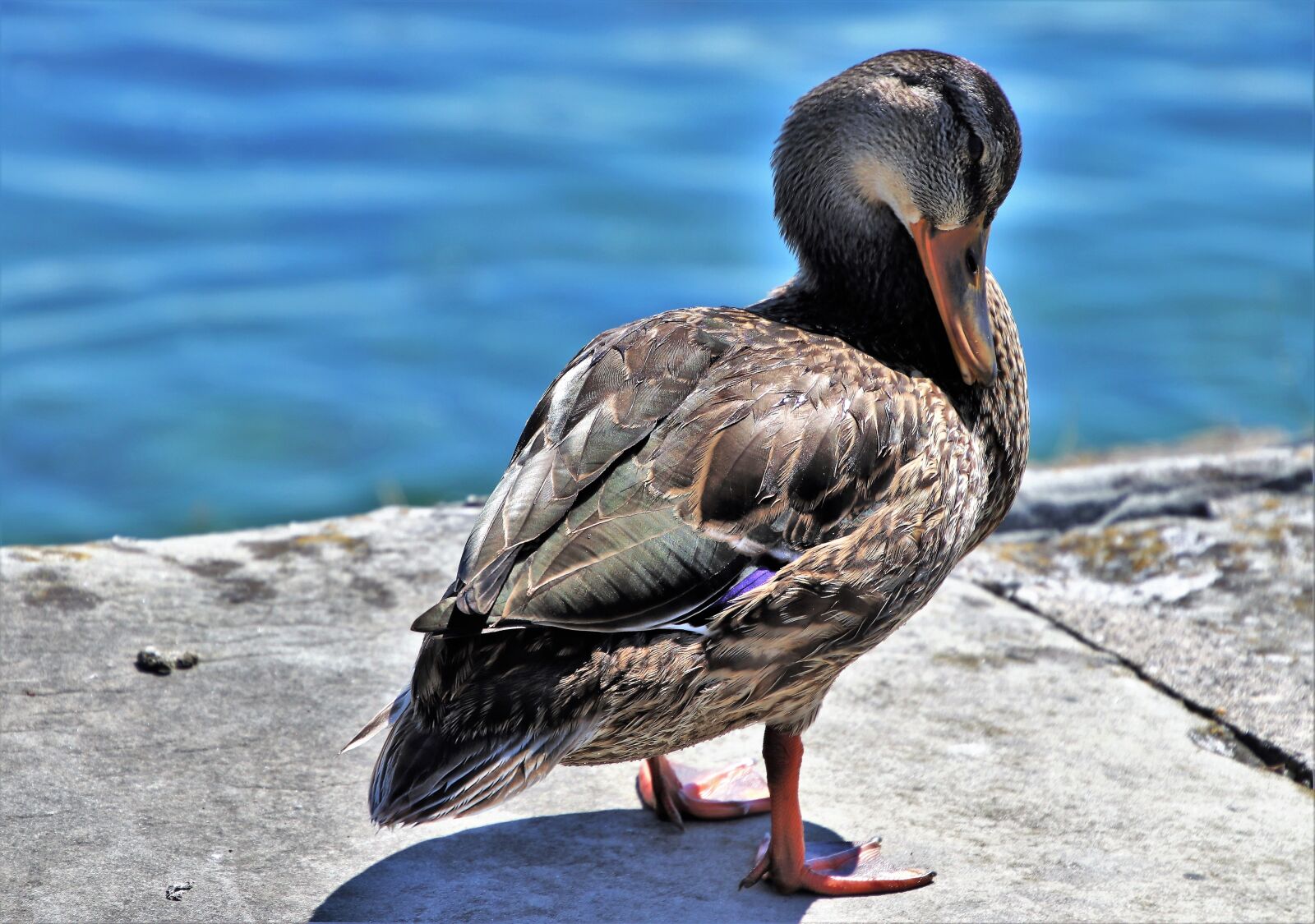 Canon EOS 80D sample photo. Duck, water, bird photography