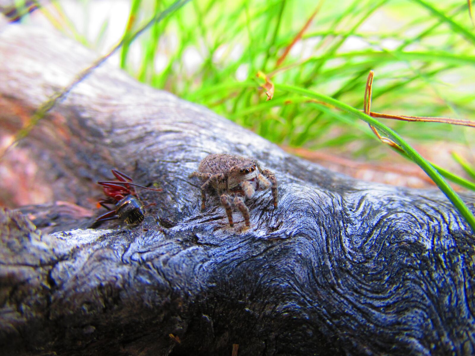 Canon PowerShot SX160 IS sample photo. Jumping spiders, ant, nature photography