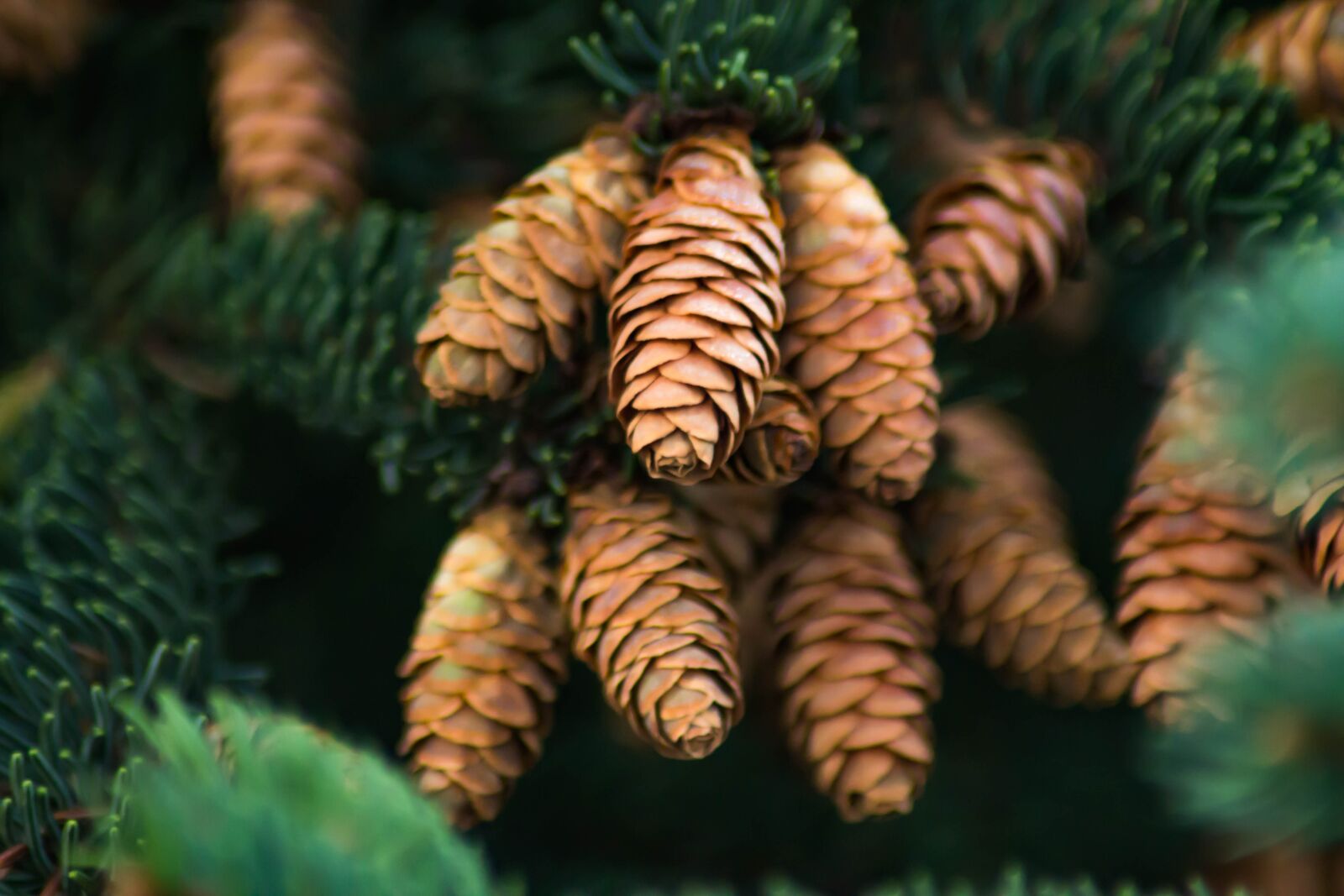 Canon EOS 60D sample photo. Spruce, cones, needles photography