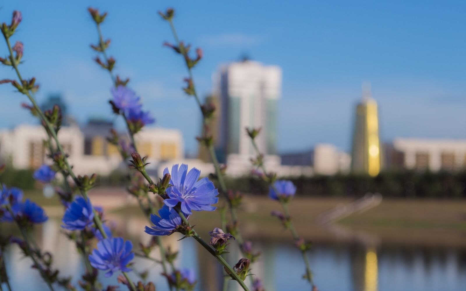 Nikon D3100 sample photo. Astana, kazakhstan, flowers photography