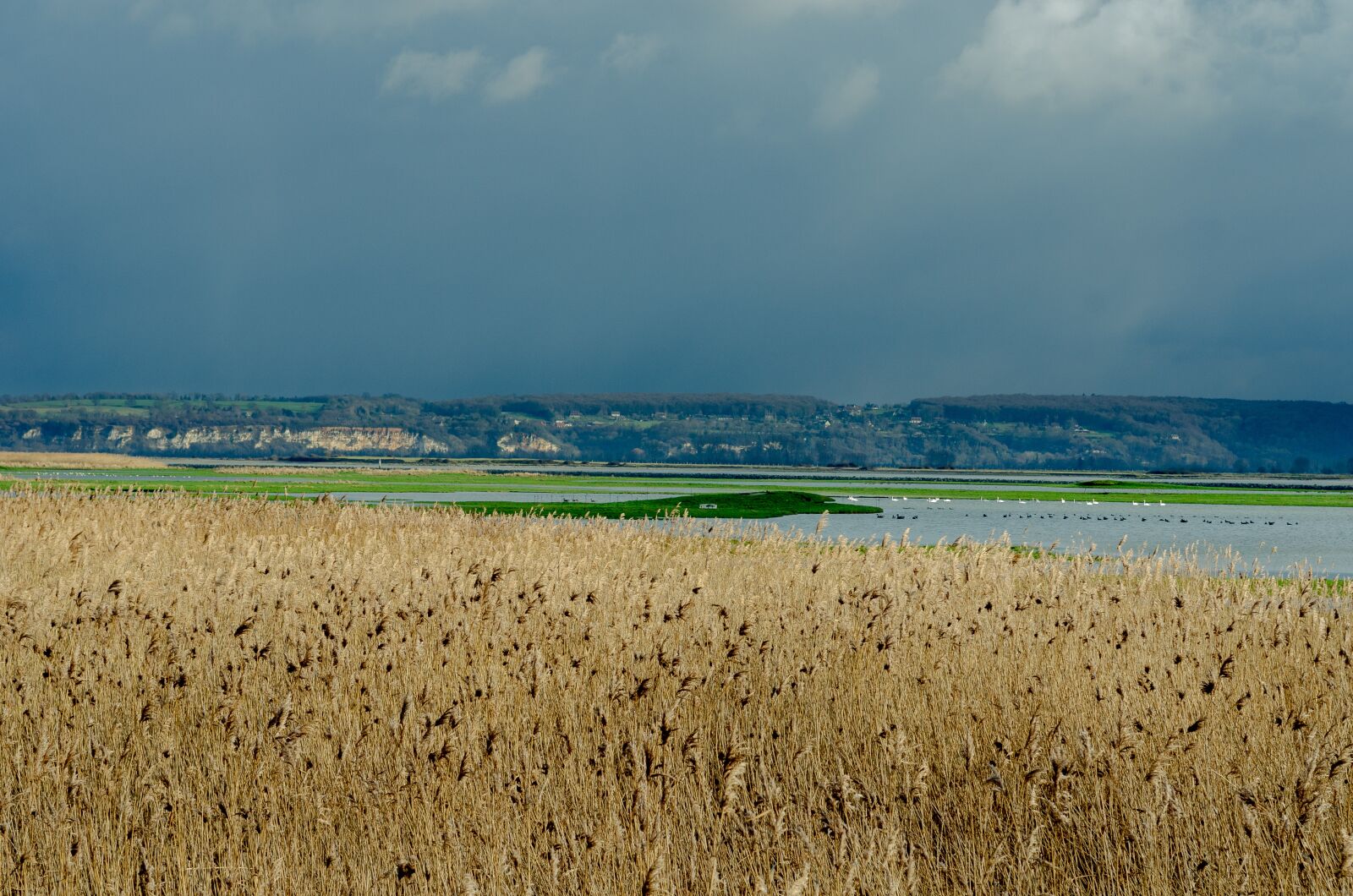 Nikon D7000 sample photo. France, landscape, reed bed photography