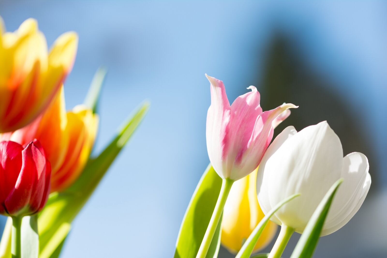 Nikon D5200 sample photo. Spring, flowers, nature photography
