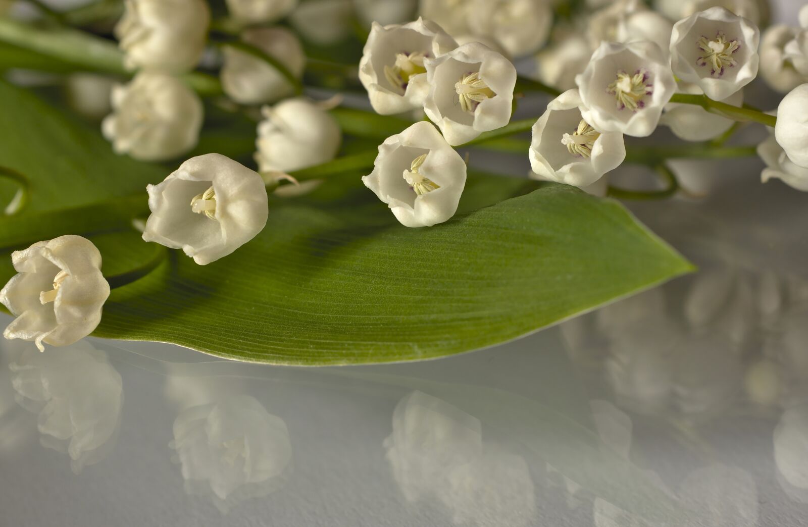 Nikon D5600 sample photo. Lily of the valley photography