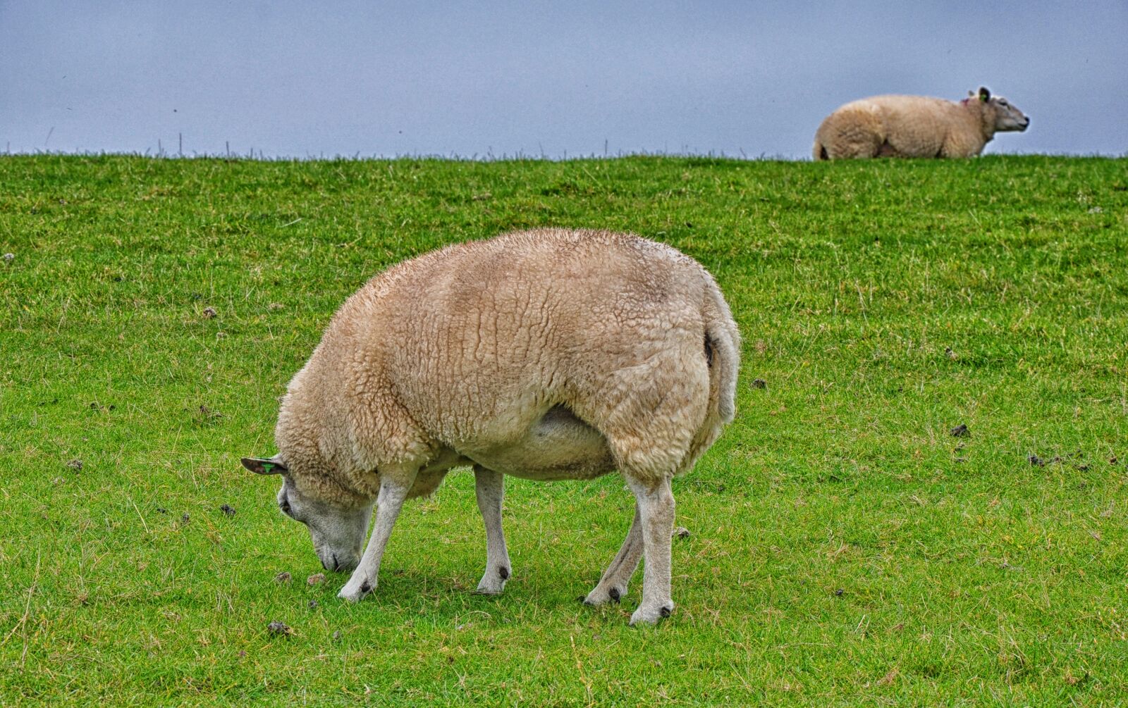 Nikon D90 sample photo. Sheep, ameland, island photography