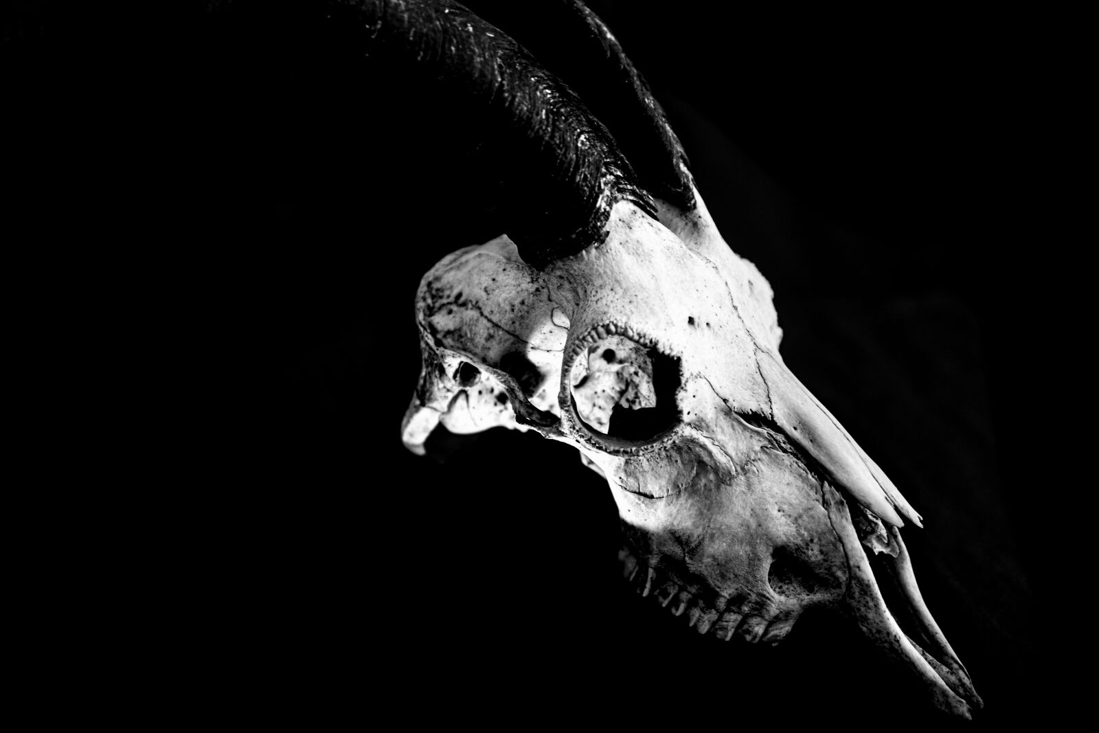 Canon 24-70mm F2.8 DG OS HSM | Art 017 sample photo. Skull, death, skeleton photography