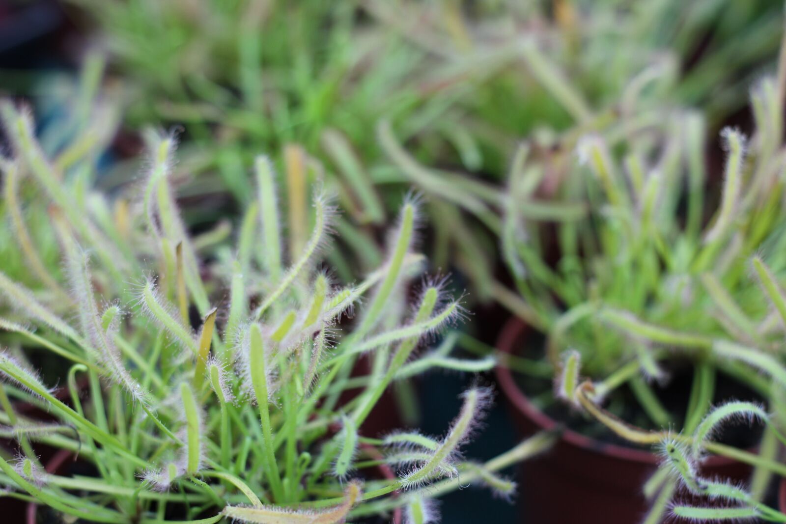 Canon EOS 600D (Rebel EOS T3i / EOS Kiss X5) + Canon EF 50mm F1.8 II sample photo. Drosera, plants, botanist photography