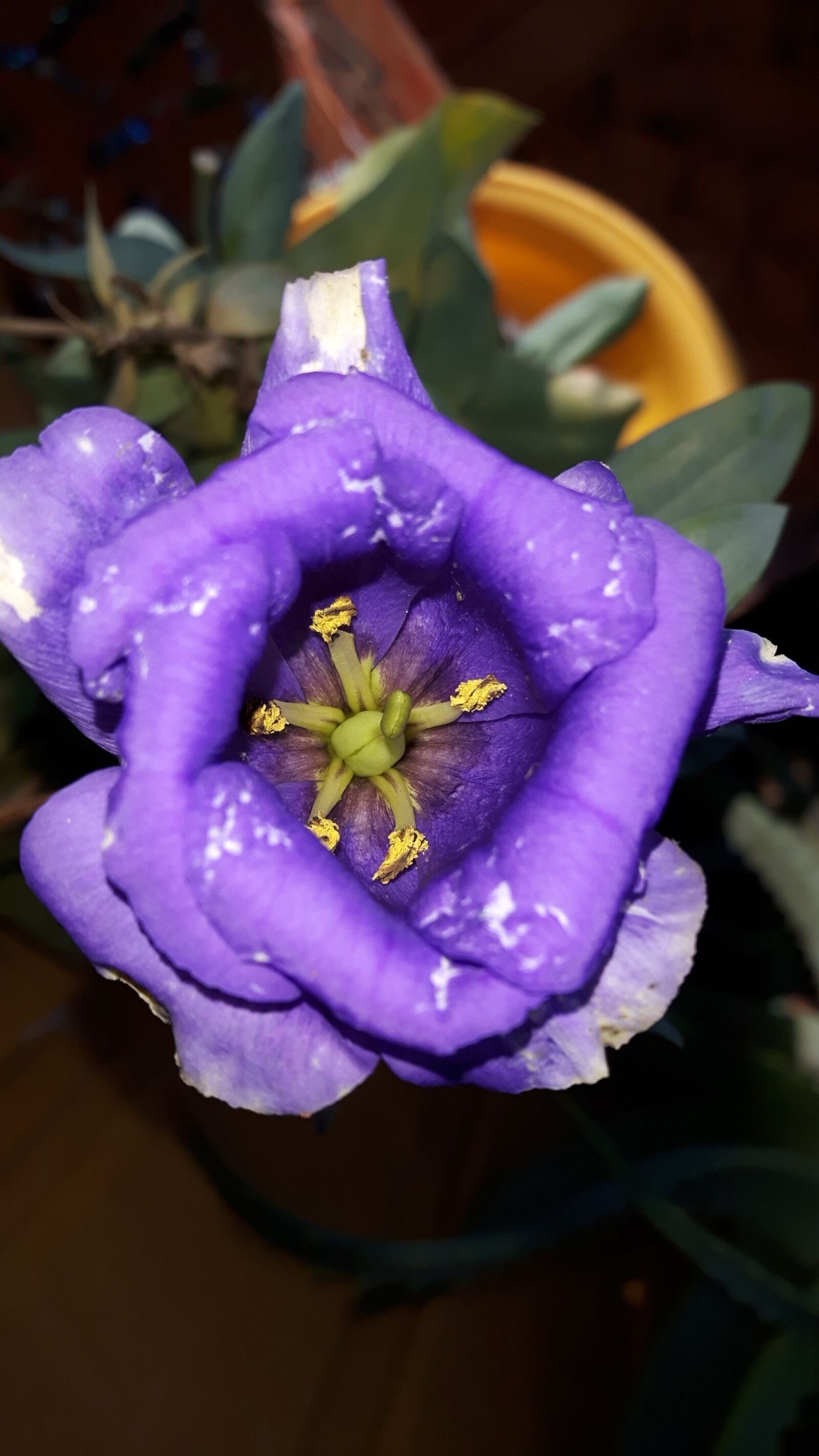 Samsung Galaxy S5 Neo sample photo. Flower, garden, nature photography