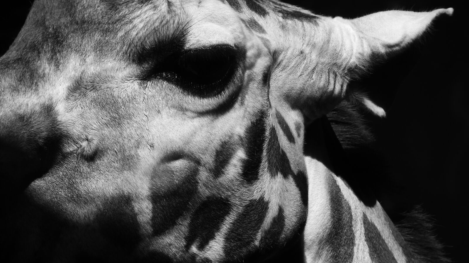 Nikon Coolpix P610 sample photo. Giraffe, detail of head photography