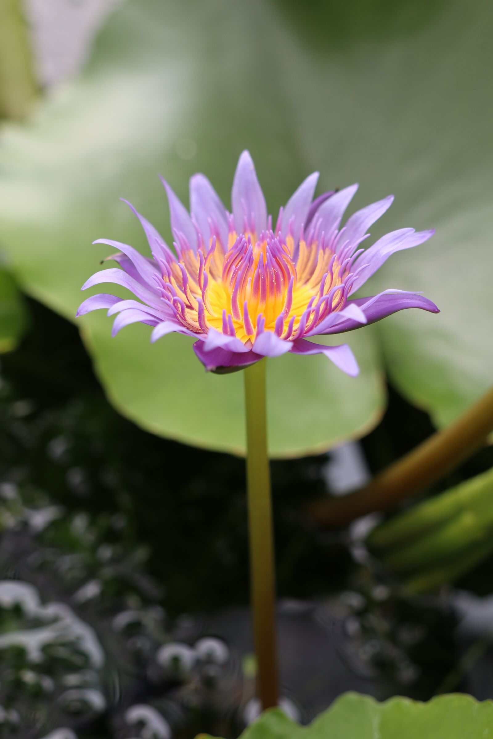 Canon EOS M6 sample photo. One, purple waterlily, flower photography