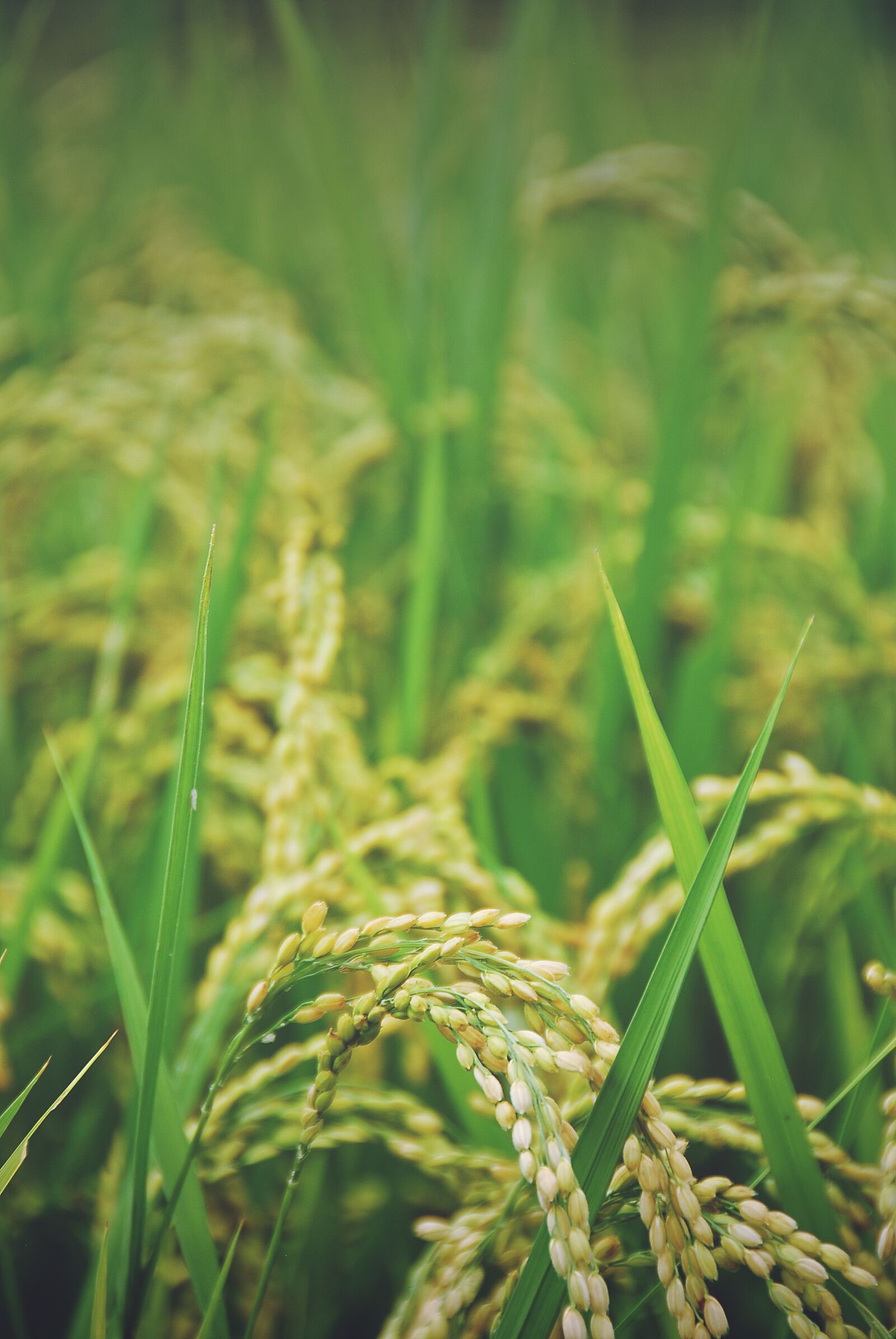 Nikon D40X sample photo. Wheat, golden, green photography