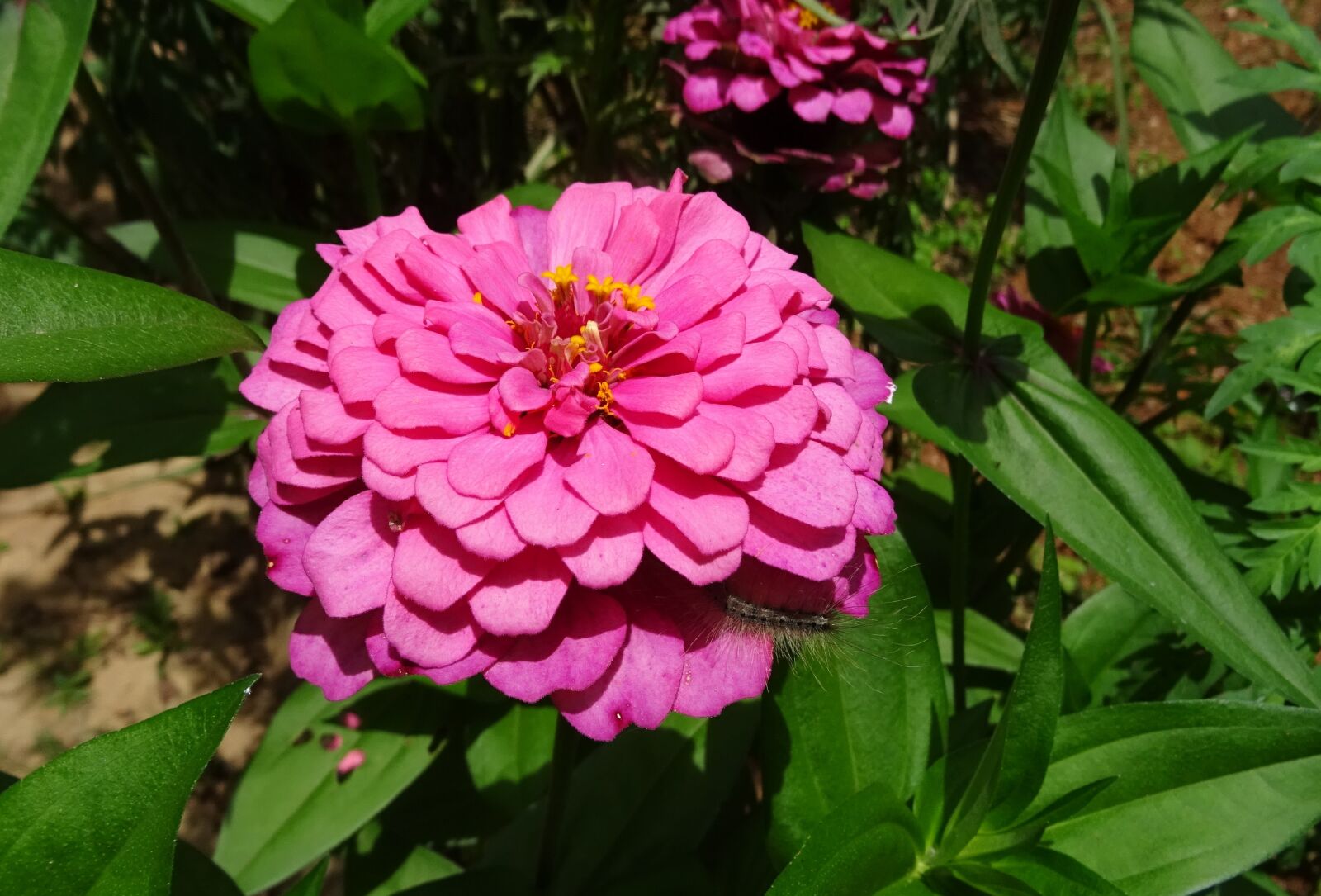 Sony DSC-HX60V sample photo. Zinnia, flower, pink photography