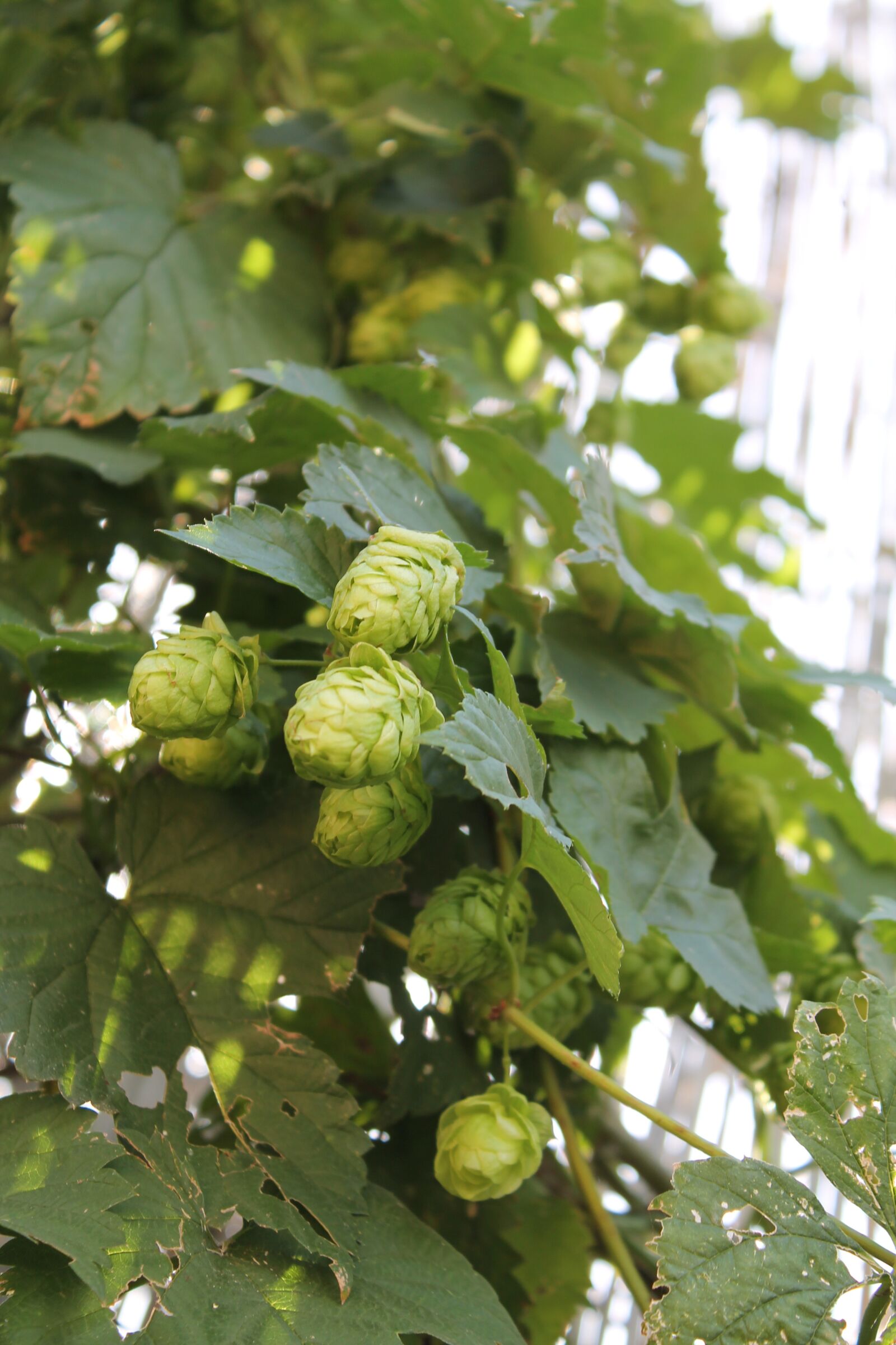 Canon EOS 1100D (EOS Rebel T3 / EOS Kiss X50) sample photo. Hops, beer, plant photography